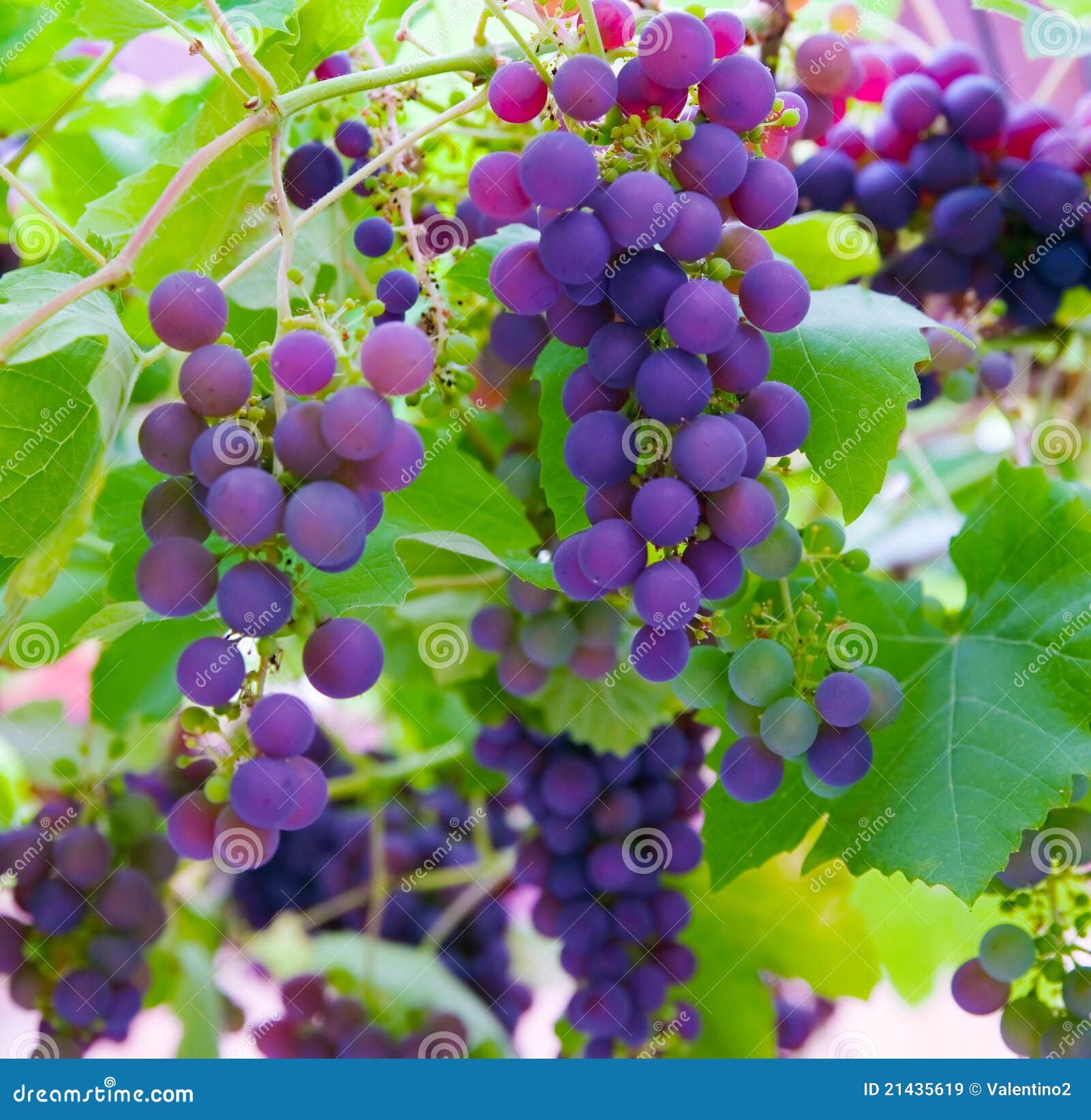 Red grapes stock image. Image of bunch, ingredient, food 21435619