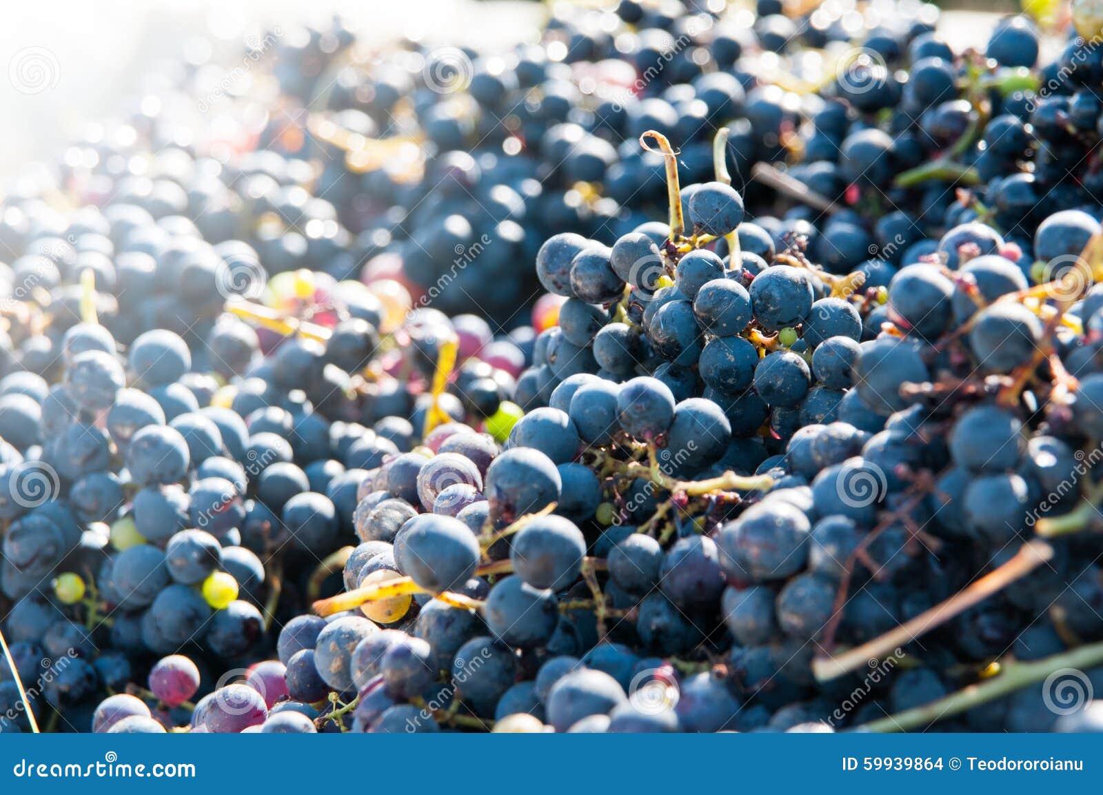 Red grapes pile stock photo. Image of crop, middle, beans 59939864