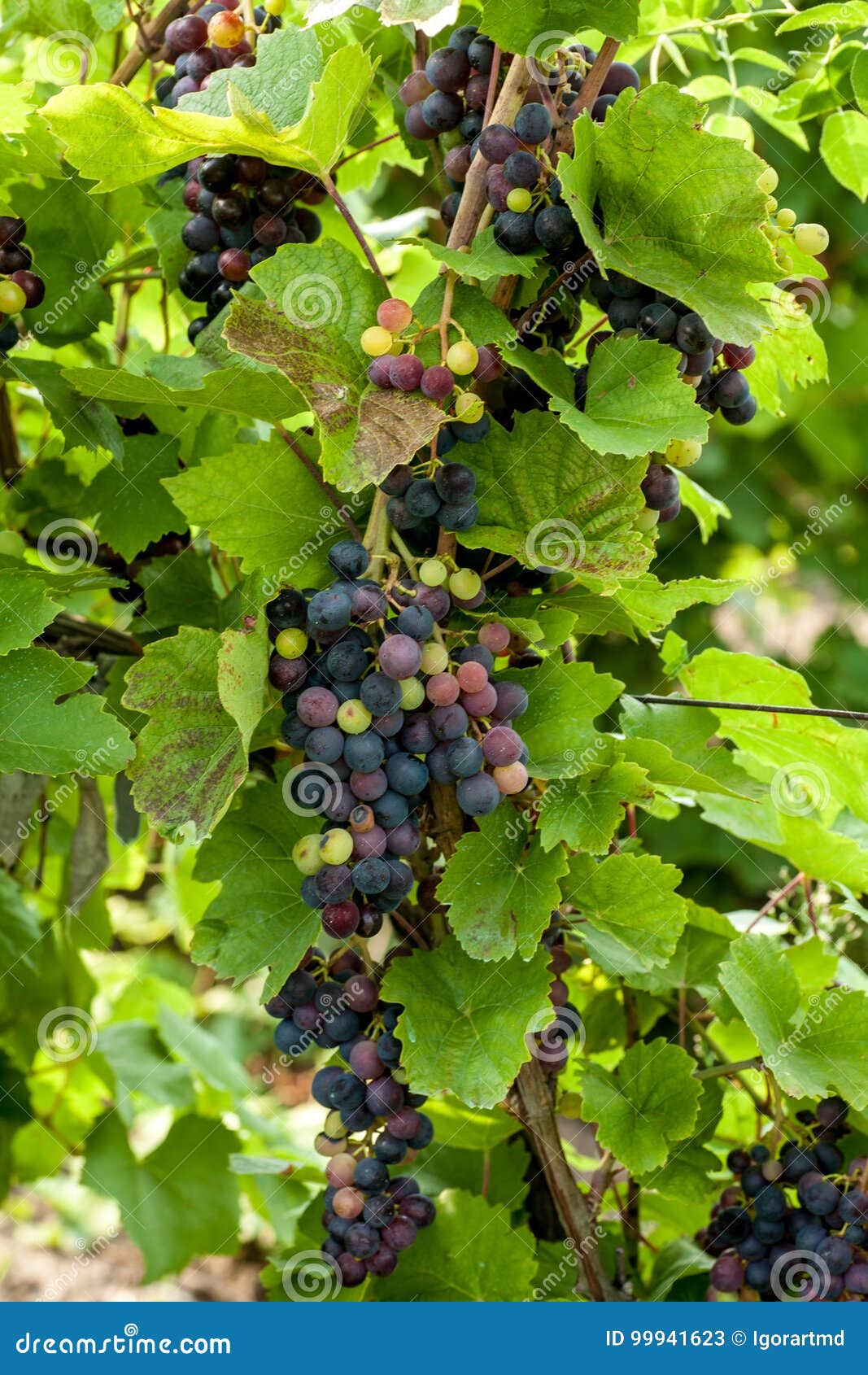 Grapes stock image. Image of blue, fruit, grapes, food 99941623