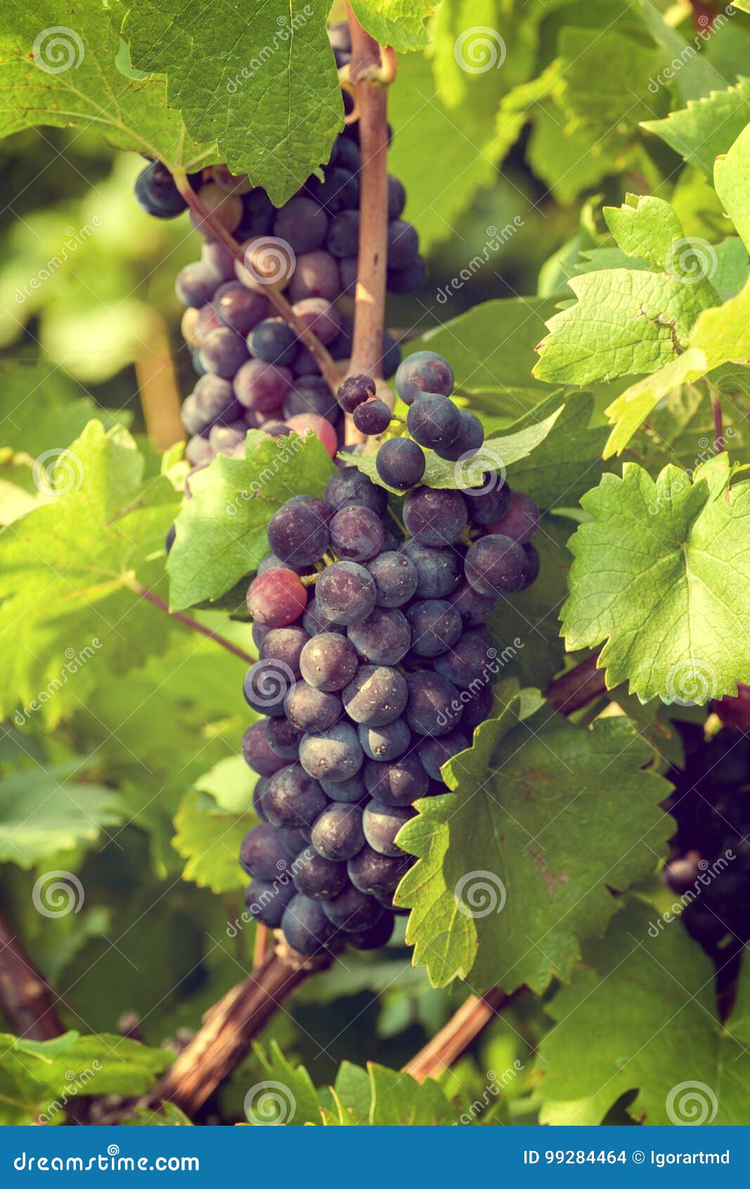Grapes stock photo. Image of purple, bunch, natural, alcoholic 99284464