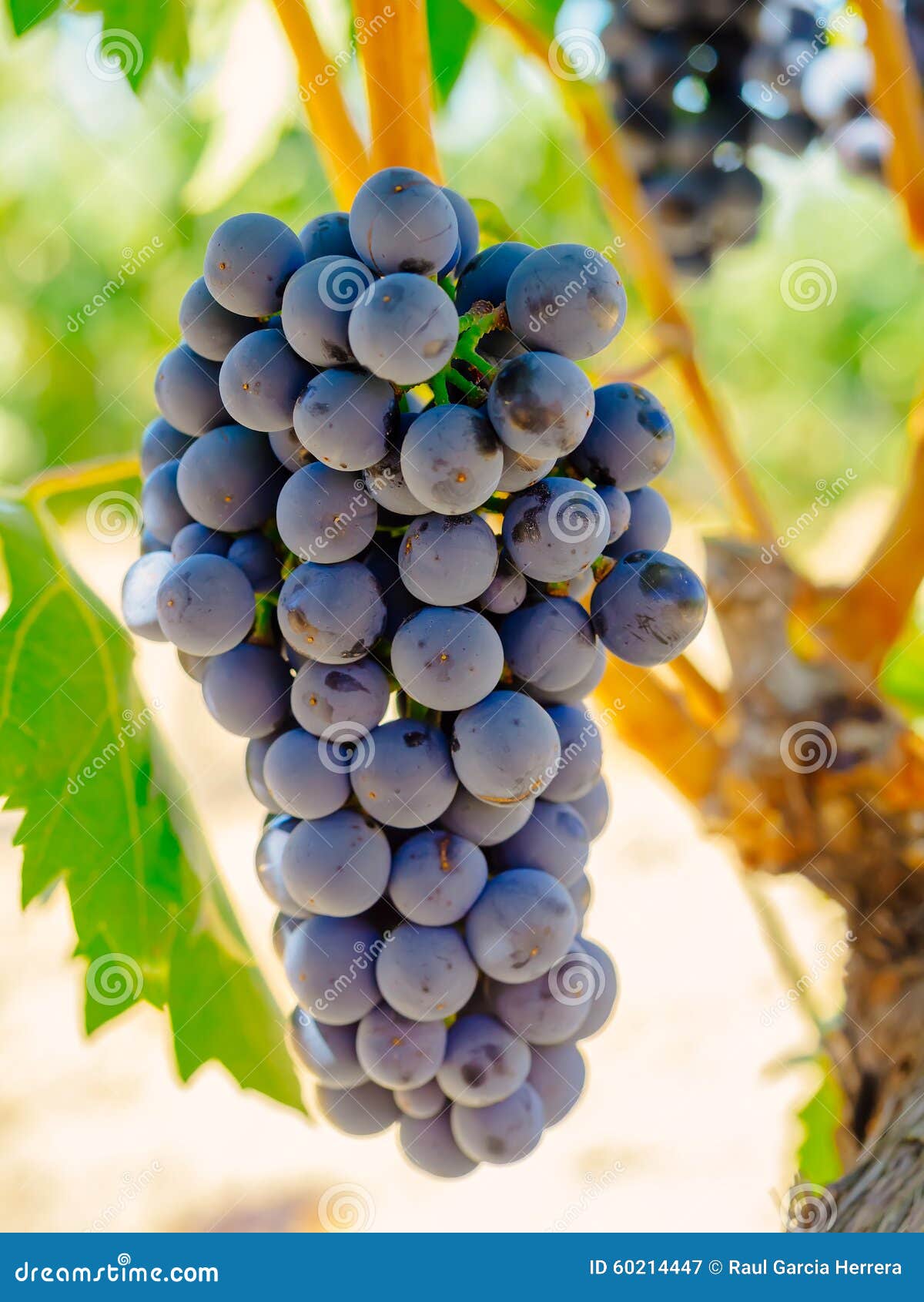 red grapes on the vine. tinta de toro grape.