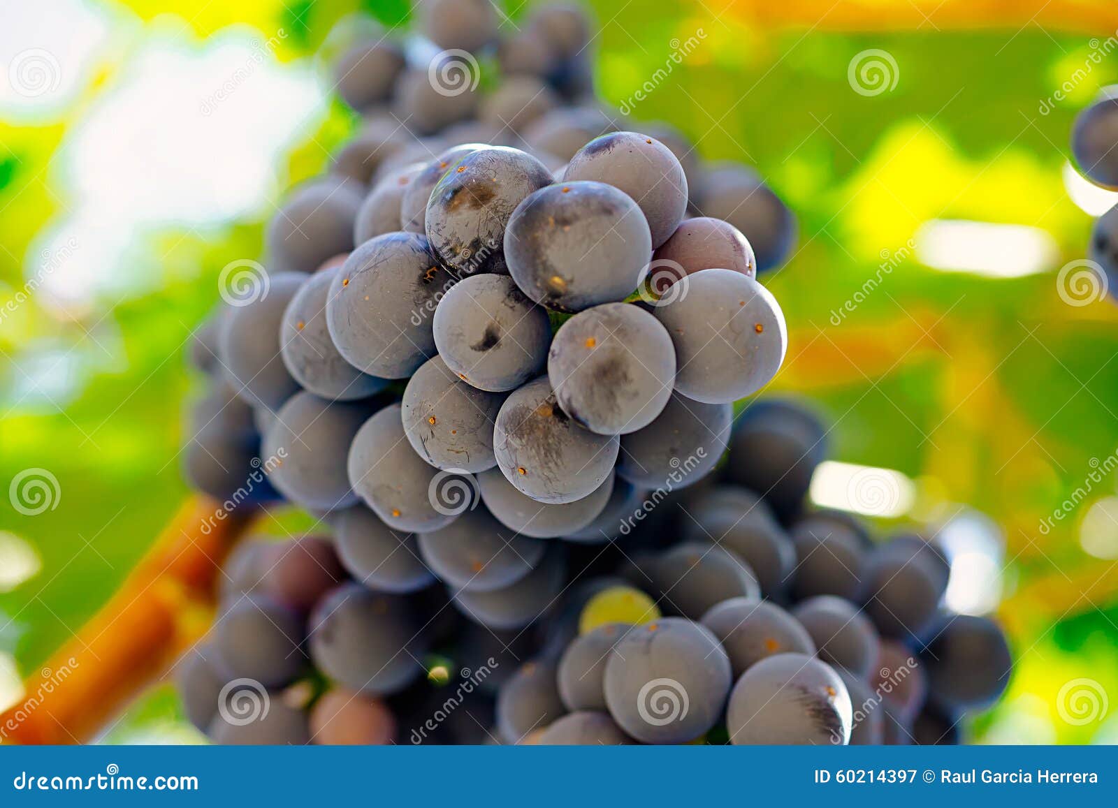 red grapes on the vine. tinta de toro grape. view from below