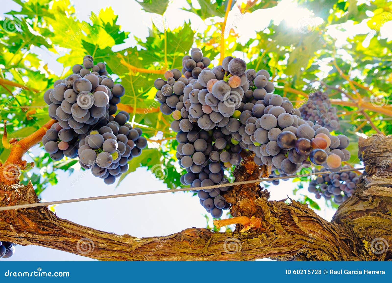 red grapes on the vine. tinta de toro grape. view from below