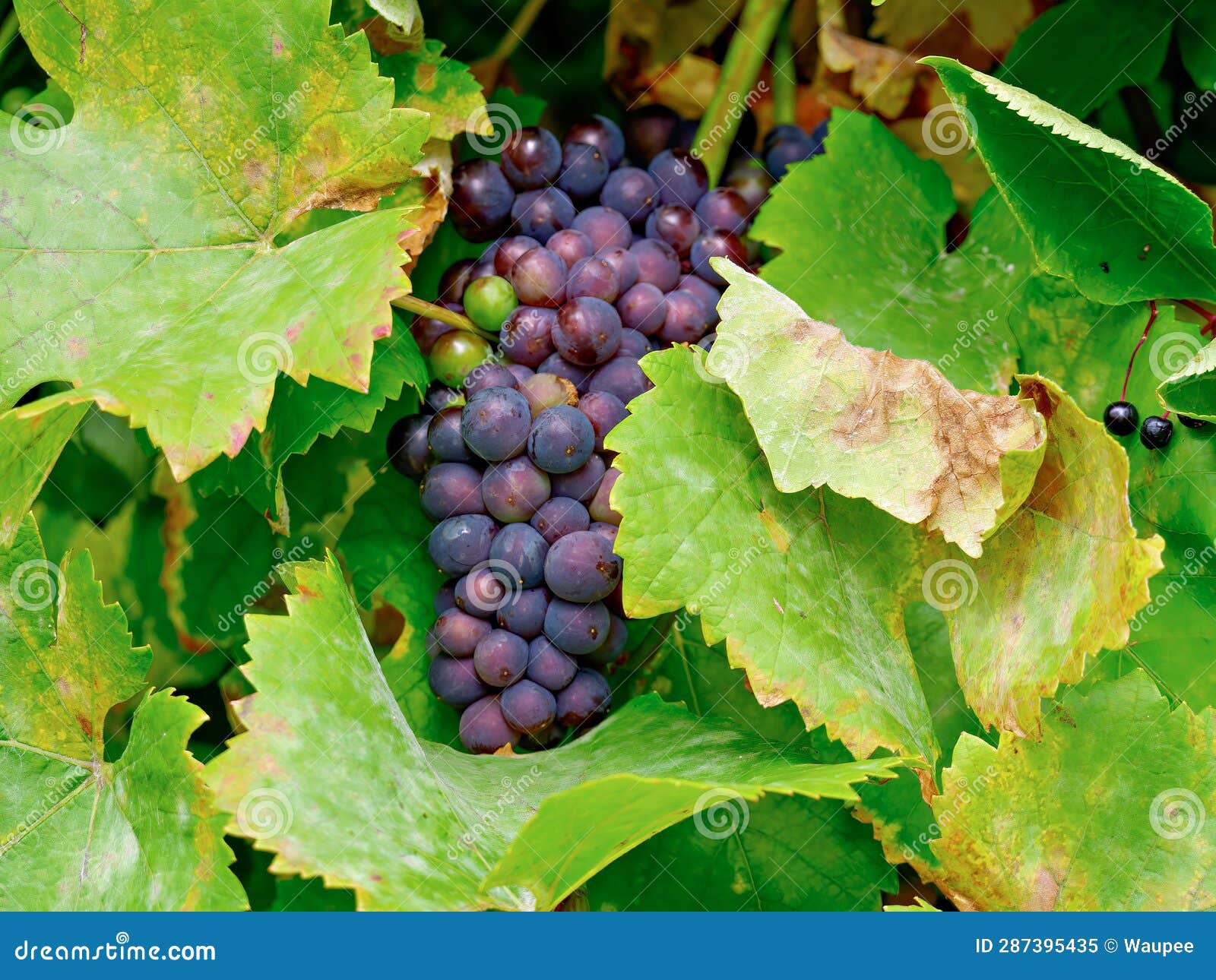 Red Grapes on the Vine for Wine, Germany Stock Image Image of mild