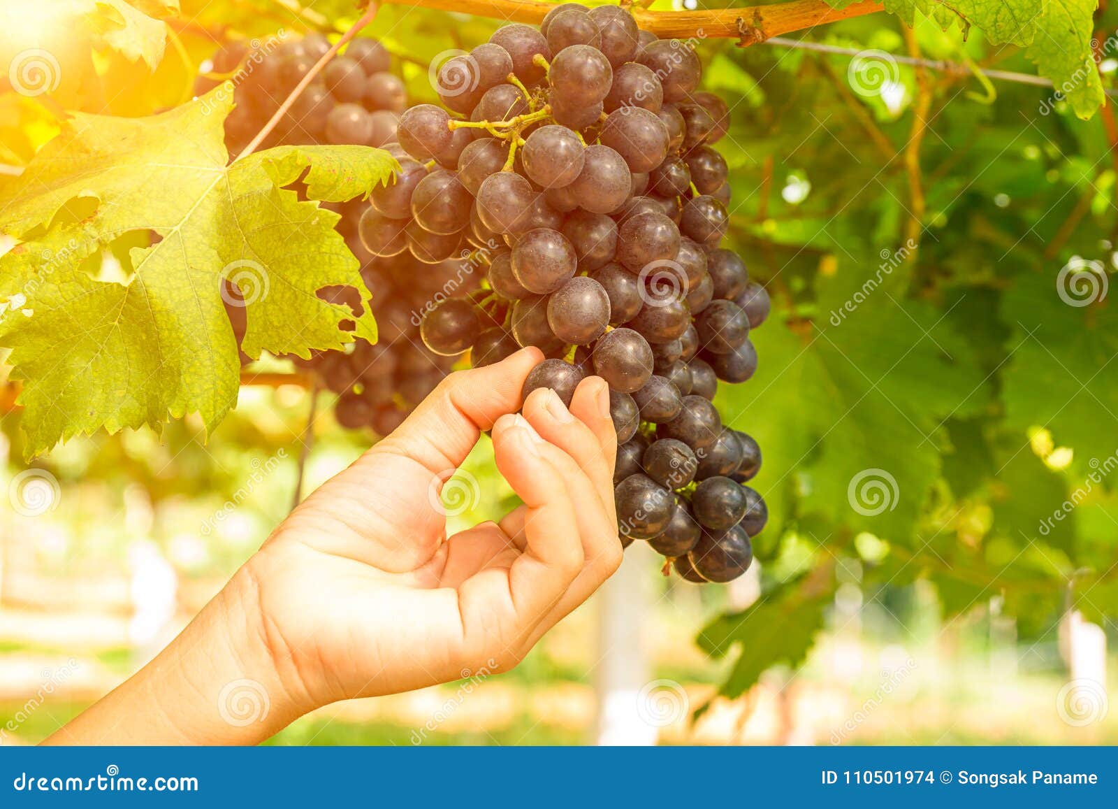 Red Grapes in the Vineyard Ready for Harvest Stock Photo Image of