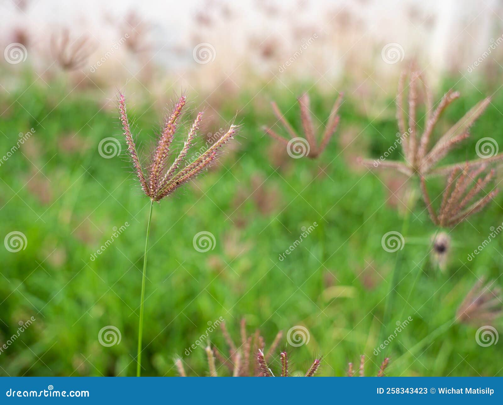 Red Grass Flower Blooming stock image. Image of blur 258343423