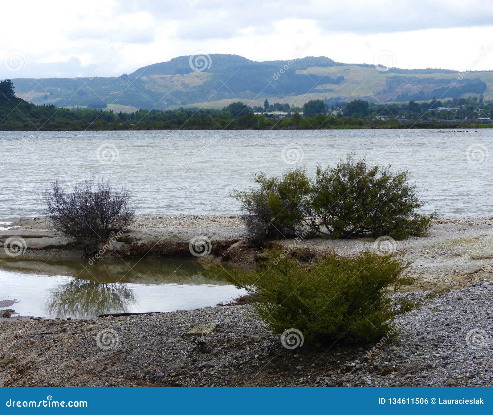 colorful bushes at lake rotorua