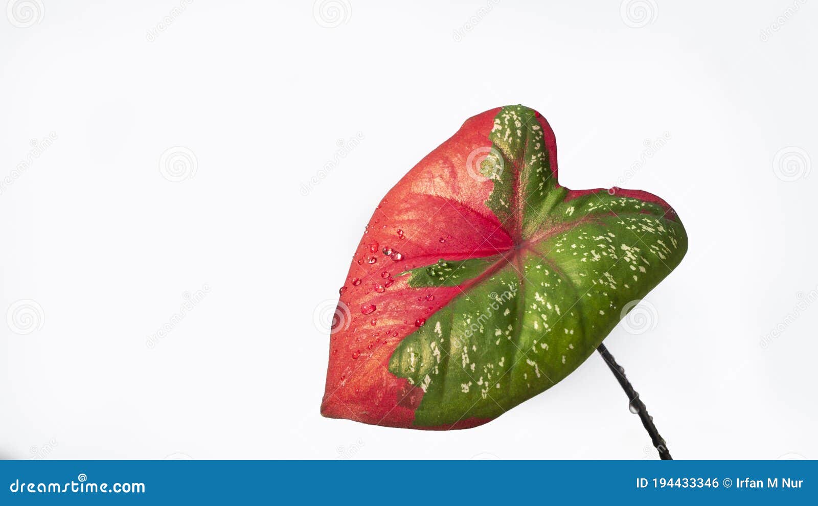 Red And Green Caladium Leaves With White Patches With Dew Drops On White Background Heart Shaped Leaves Dieffenbachia Taro Stock Photo Image Of Caladium Fresh Red And Green Caladium Leaves With White Patches With Dew Drops On White Background Heart Shaped Leaves Dieffenbachia Taro Stock Photo Image Of Caladium Fresh