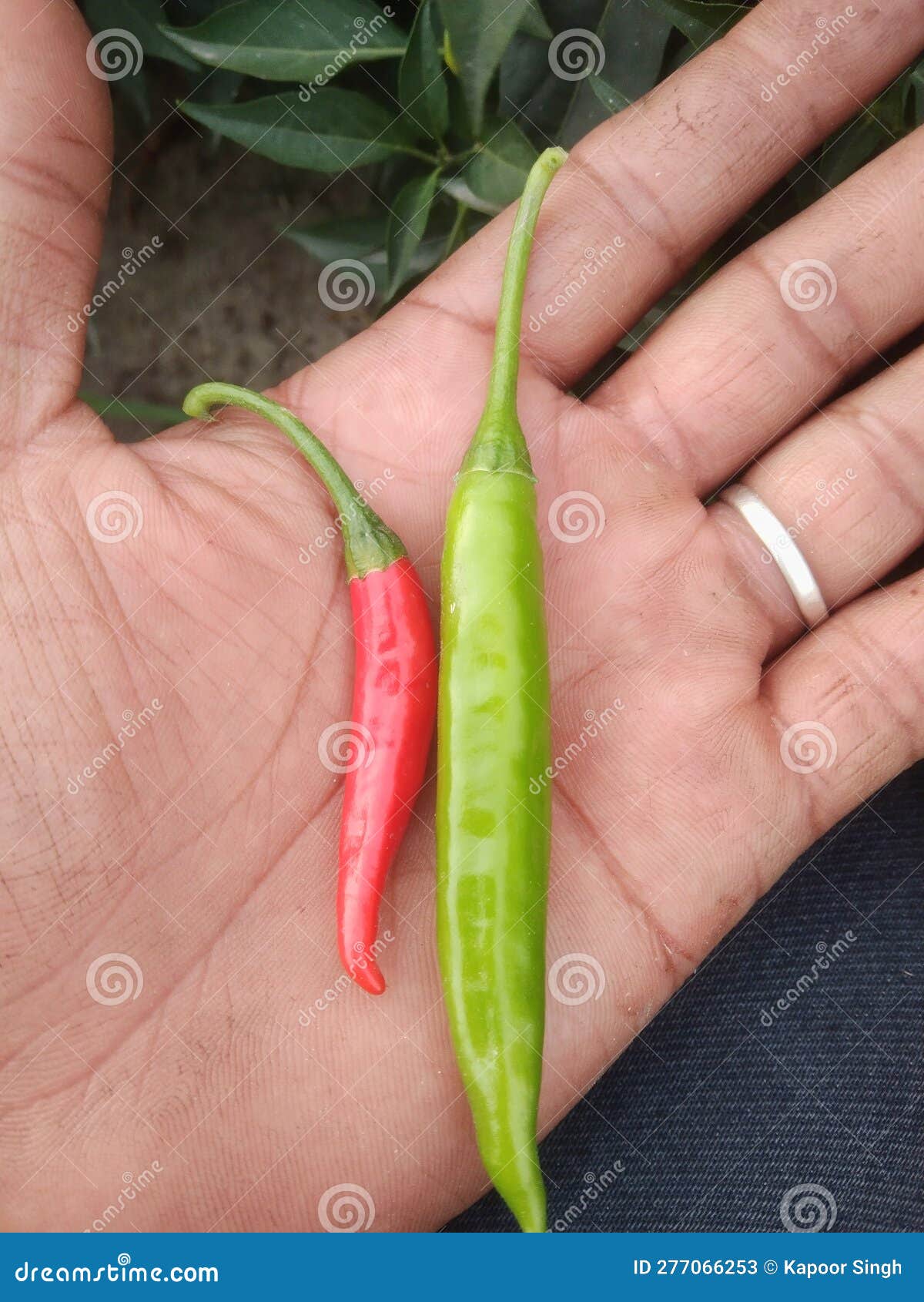 Red and Green Chilli on Hand Stock Image Image of cuisine, produce
