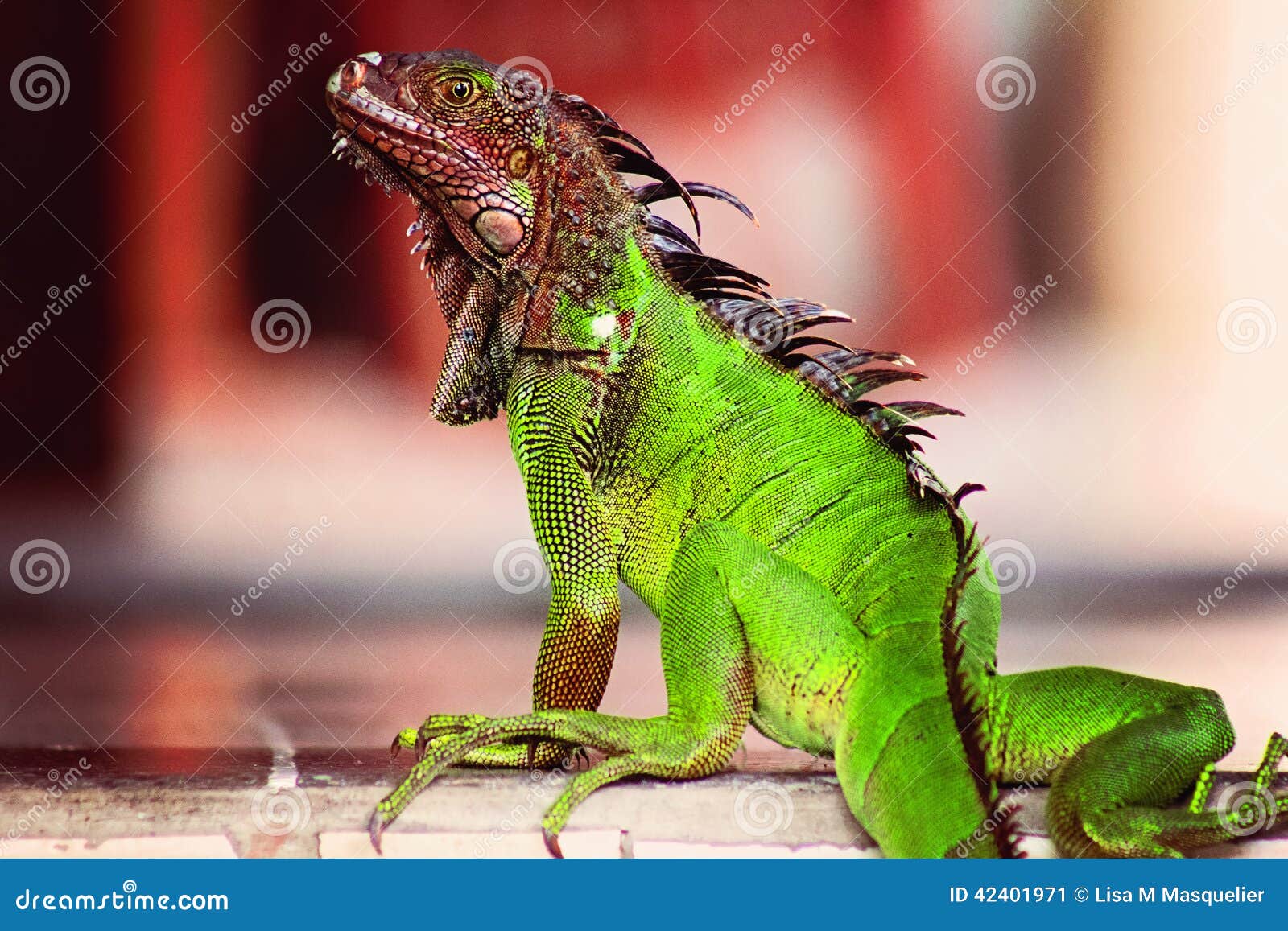 red green iguana