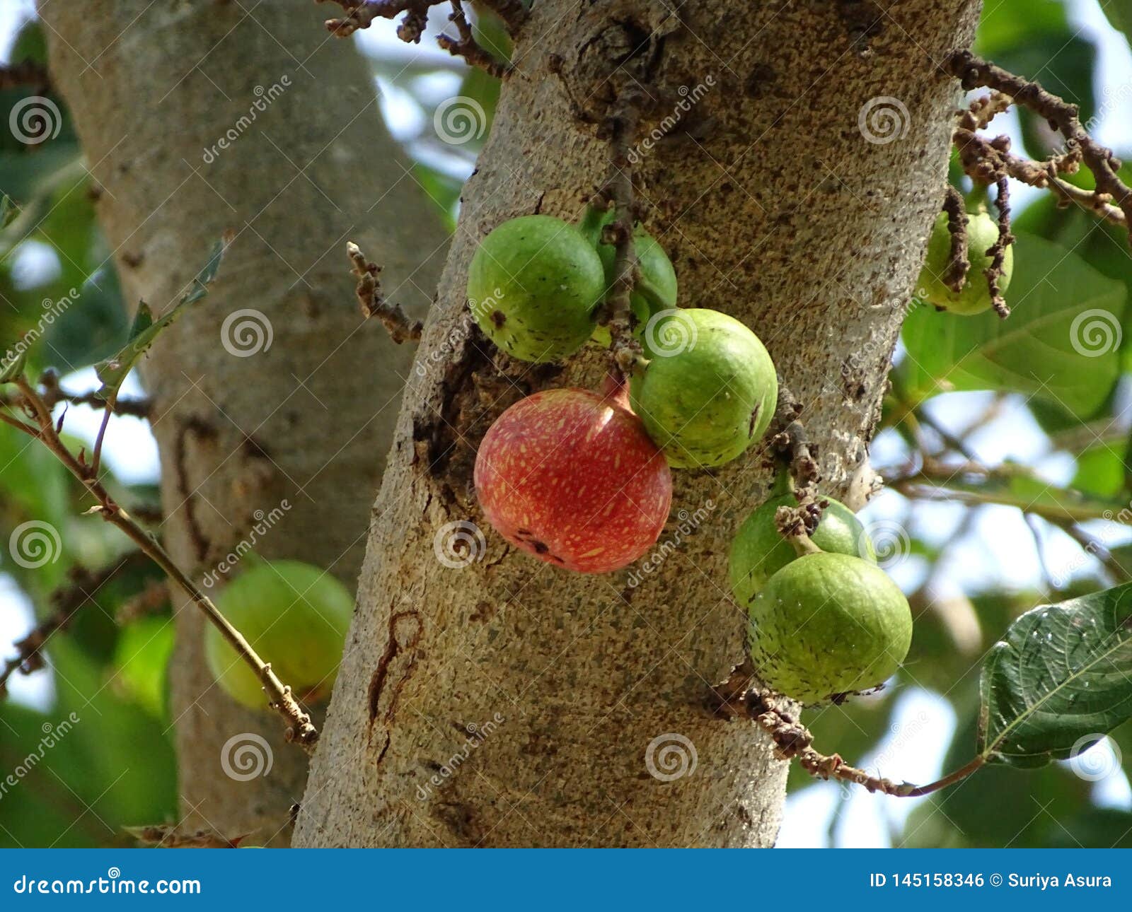 Red and Green Figs Hanging with Large Branches. Stock Photo Image of fruit, tree 145158346