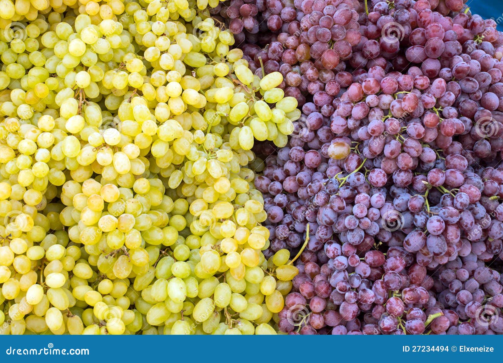 Red and green grapes stock photo. Image of color, sell 27234494
