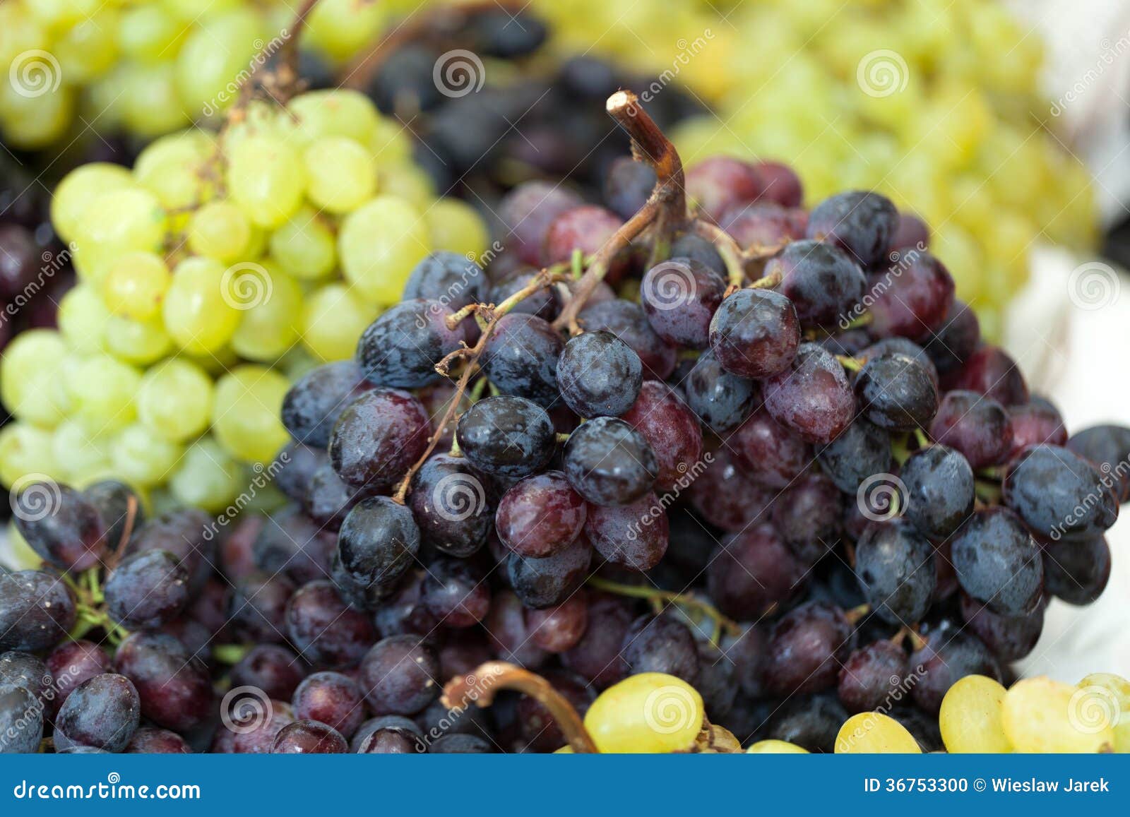 Red and green grapes stock photo. Image of vineyard, fresh 36753300