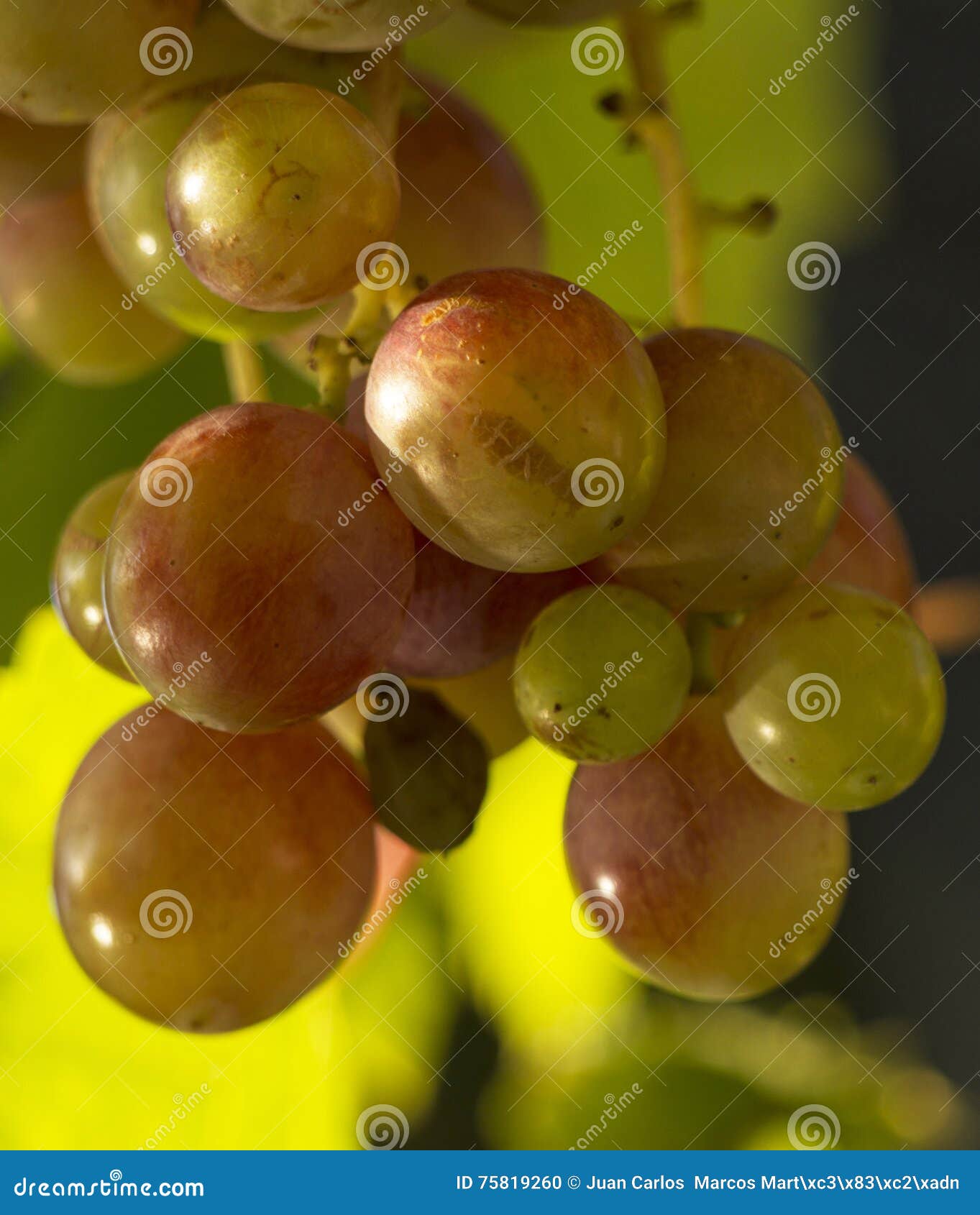 Red and green grapes stock photo. Image of nature, diet 75819260