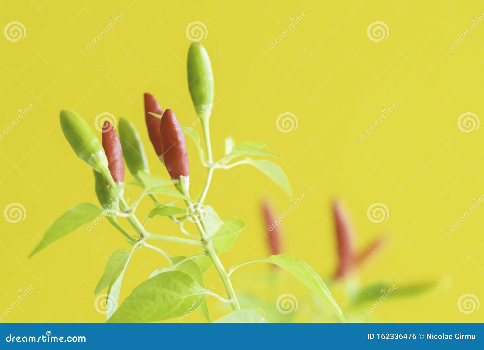 Red and Green Hot Peppers on Yellow Stock Photo Image of pink, plant