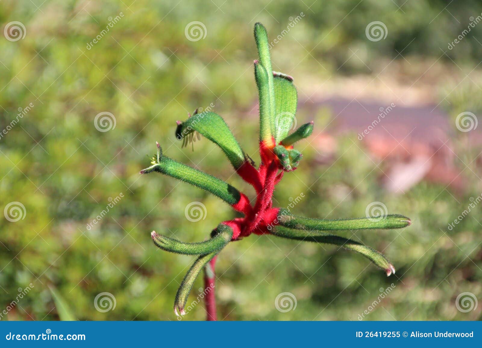 Red and Green Kangaroo Paw stock image. Image of plant 26419255