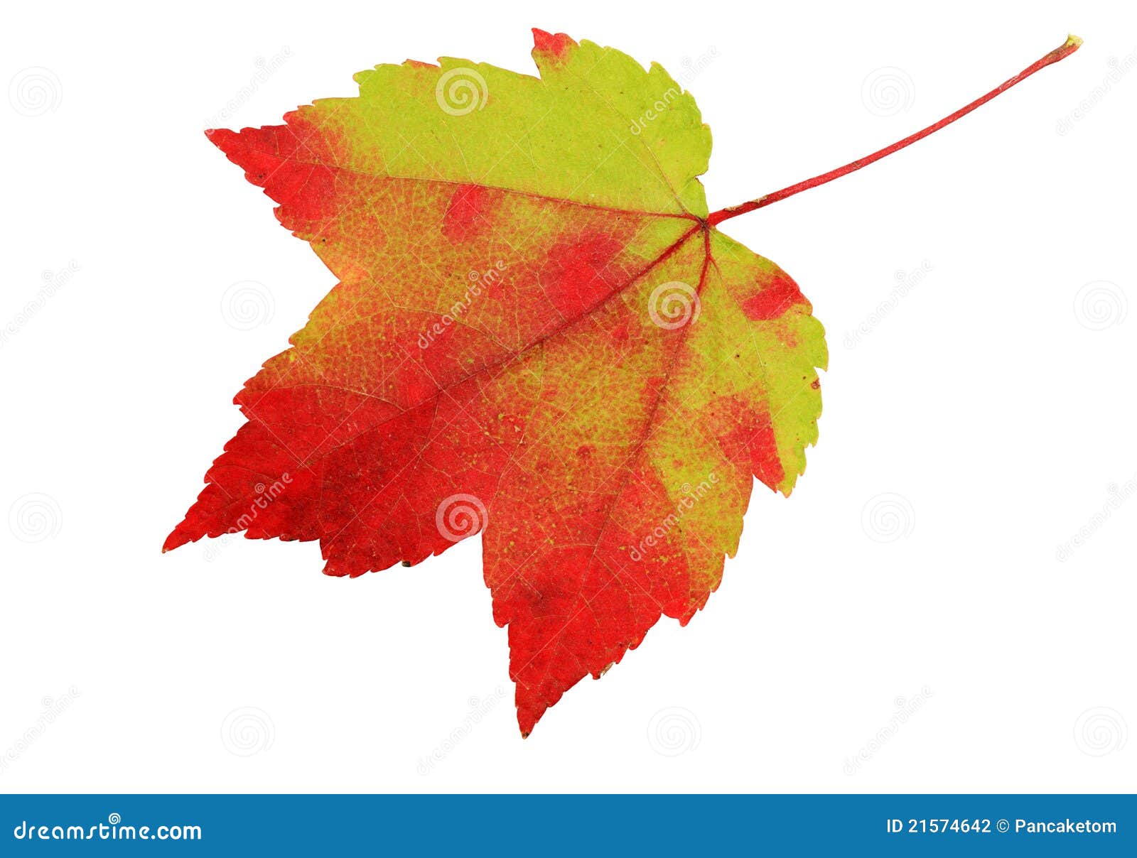 Red and green leaf stock photo. Image of nature, closeup 21574642