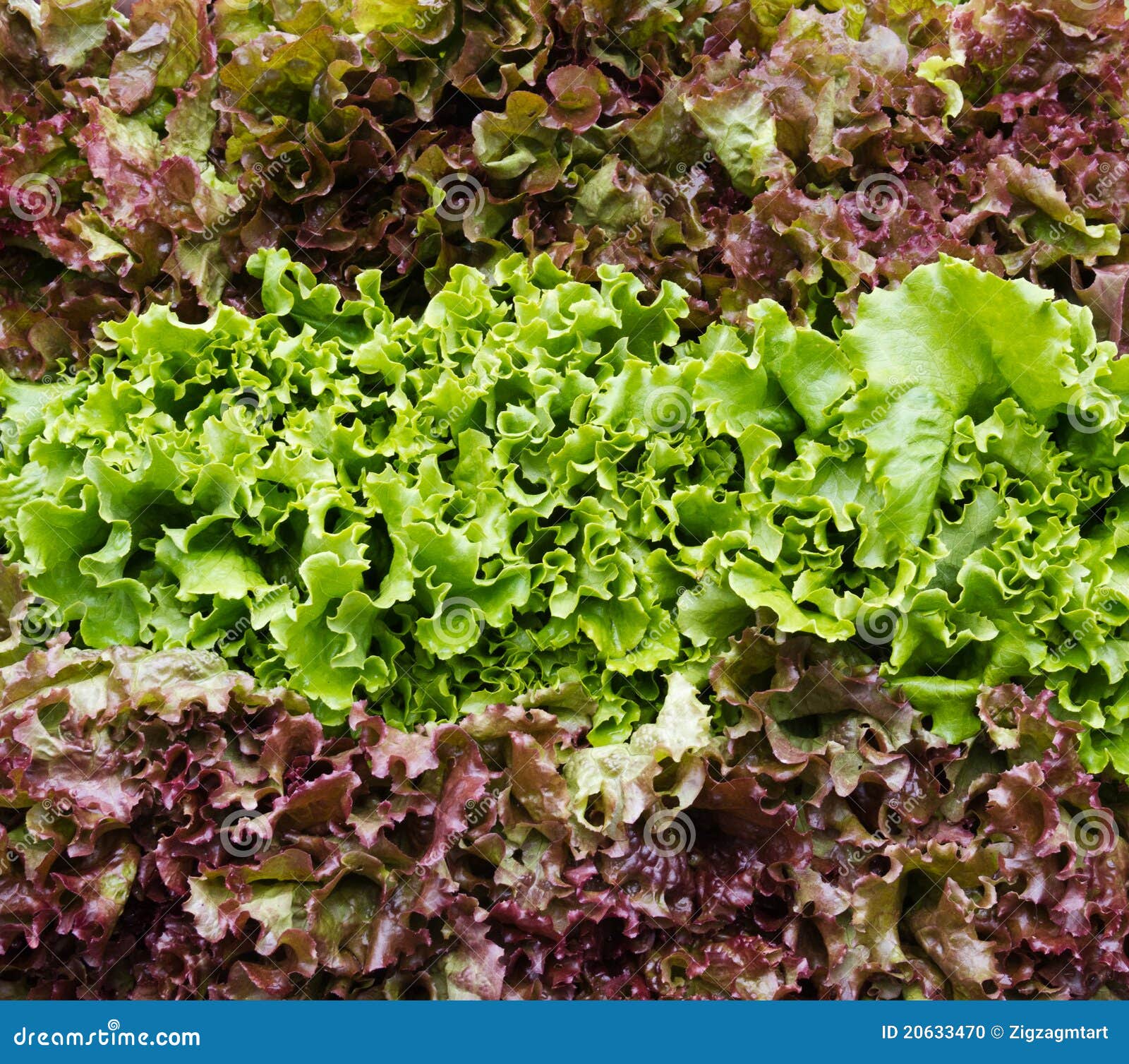 Red And Green Leaf Lettuce On Display Stock Photo Image 20633470