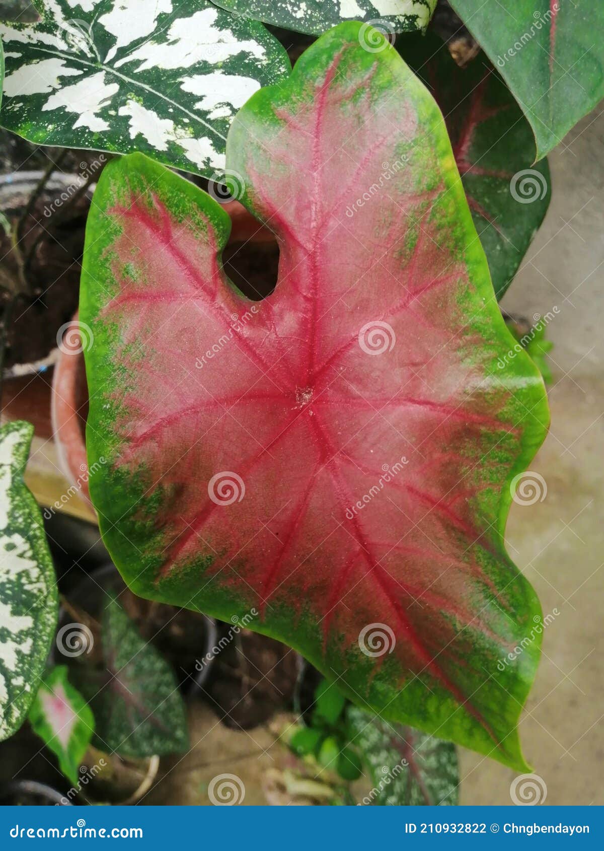 Red and Green Leaf Tropical Plant Stock Photo - Image of plant, green ...