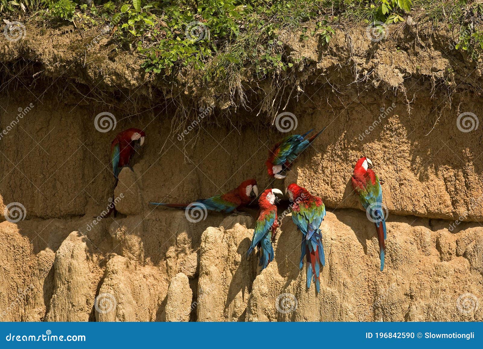 Perth Religiøs undtagelse Red-and-Green Macaw, Ara Chloroptera, Group Eating Clay, Cliff at Manu  Reserve in Peru Stock Photo - Image of group, adult: 196842590