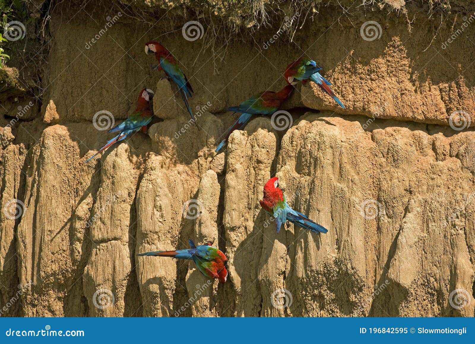 Brig Gå op båd Red-and-Green Macaw, Ara Chloroptera, Group Eating Clay, Cliff at Manu  Reserve in Peru Stock Image - Image of outdoor, south: 196842595