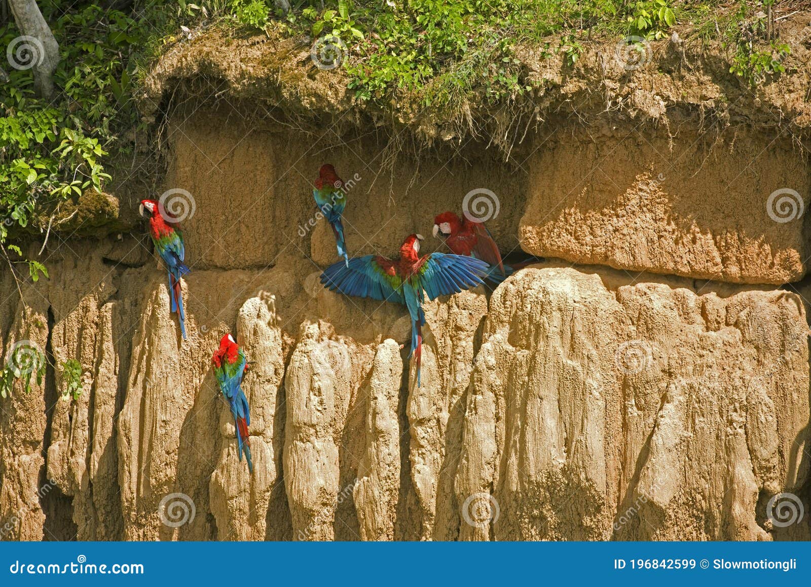 Derfra Spis aftensmad ordningen Red-and-Green Macaw, Ara Chloroptera, Group Eating Clay, Cliff at Manu  Reserve in Peru Stock Image - Image of group, adult: 196842599