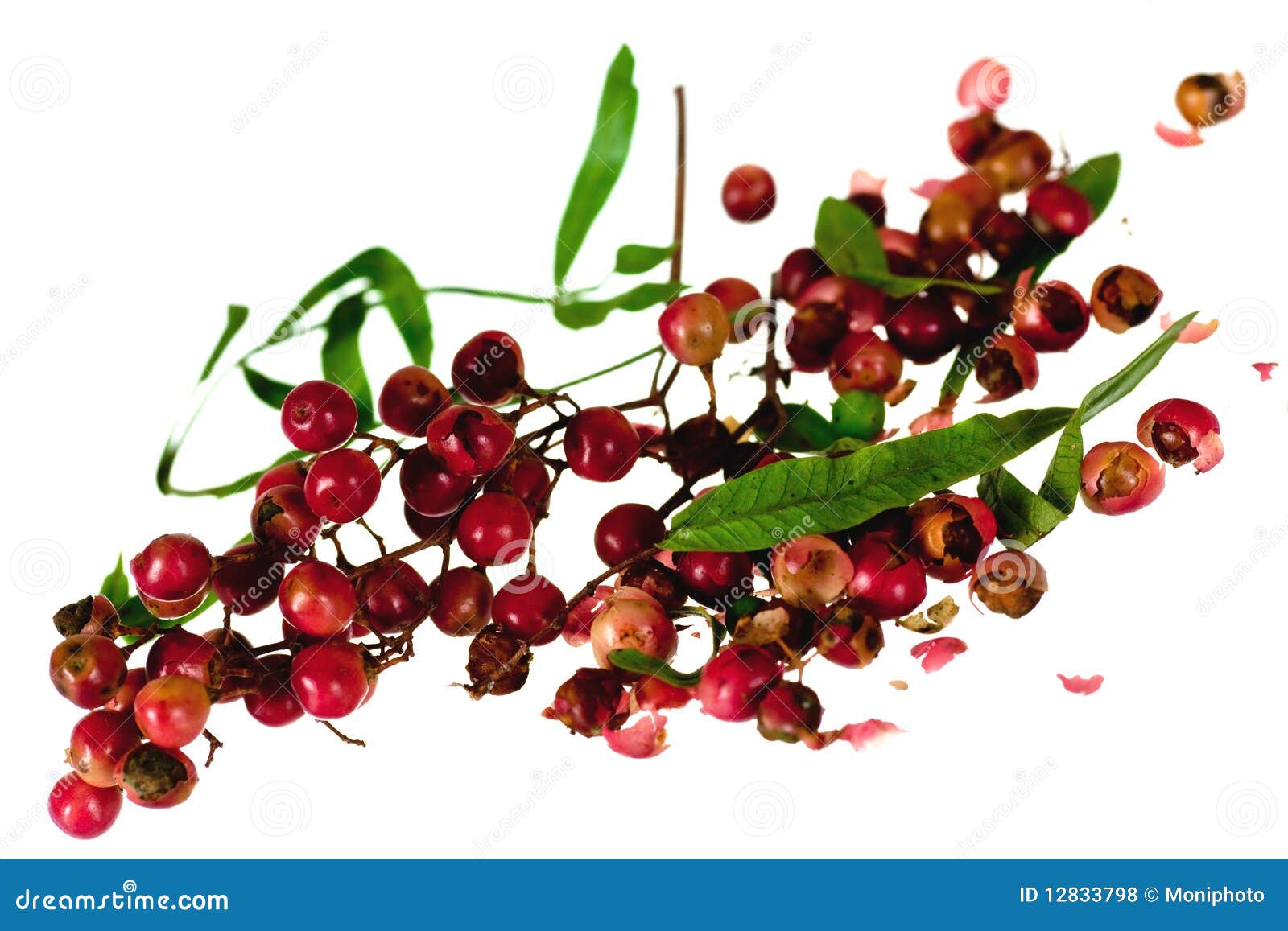 Red and Green Peppercorn Berries on Vine Isolated Stock Photo Image