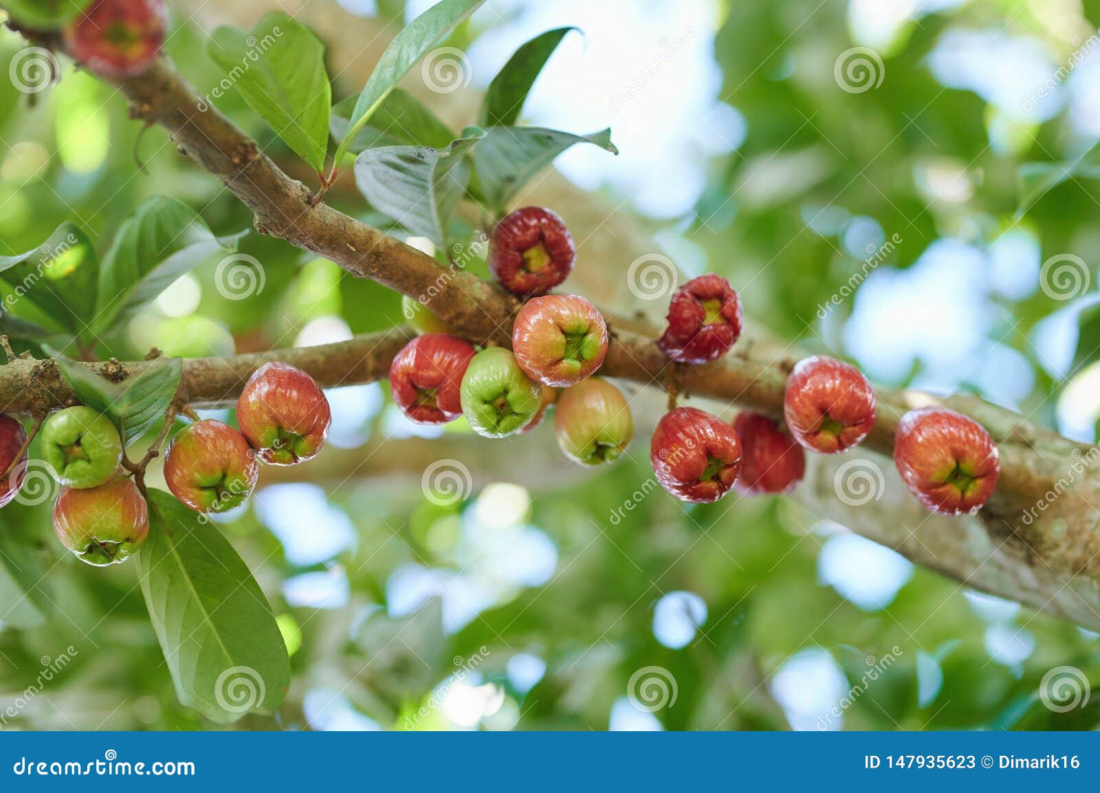 red and green perote fruits