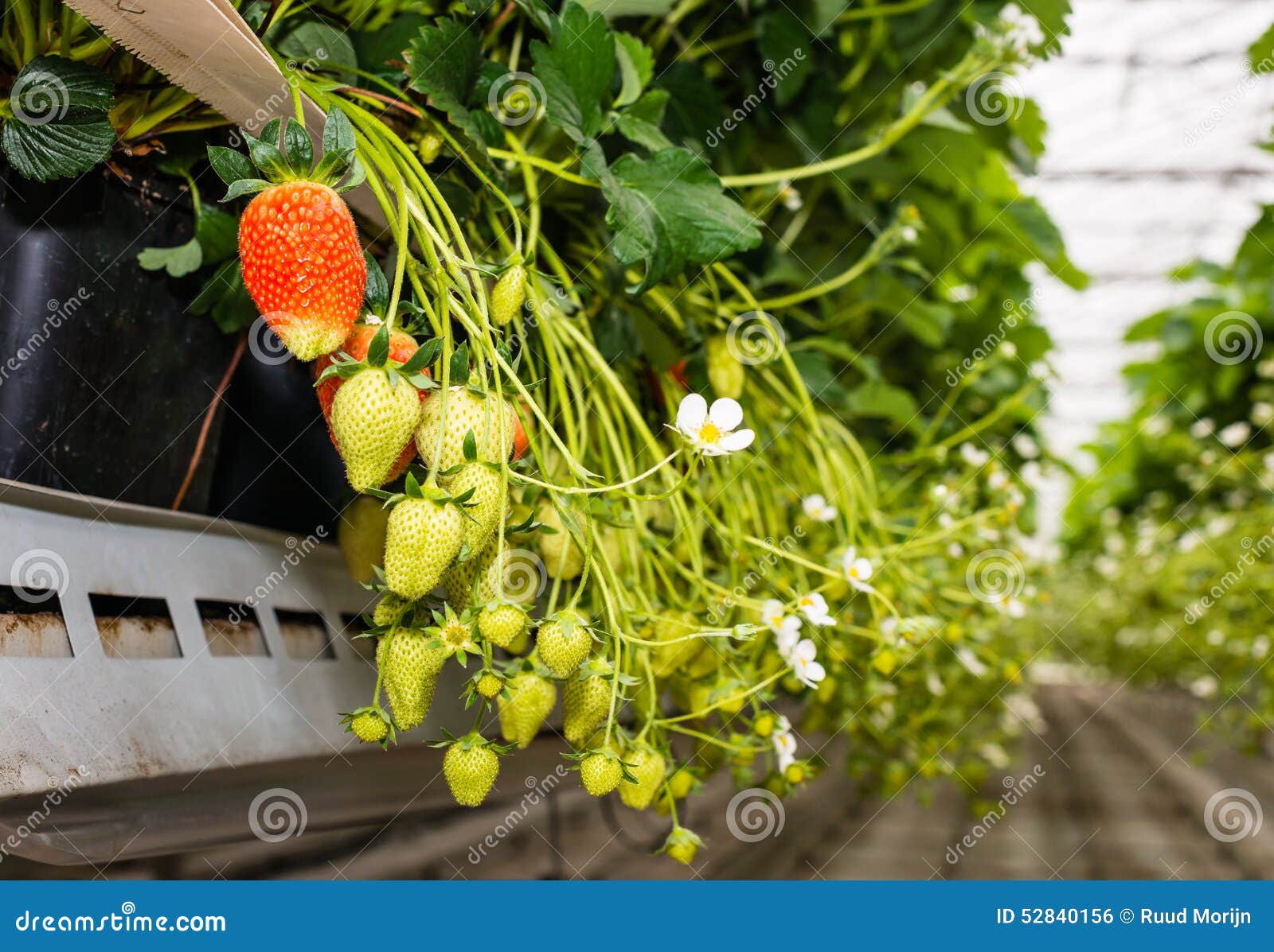 Red And Green Strawberries In A Modern Greenhouse From ...