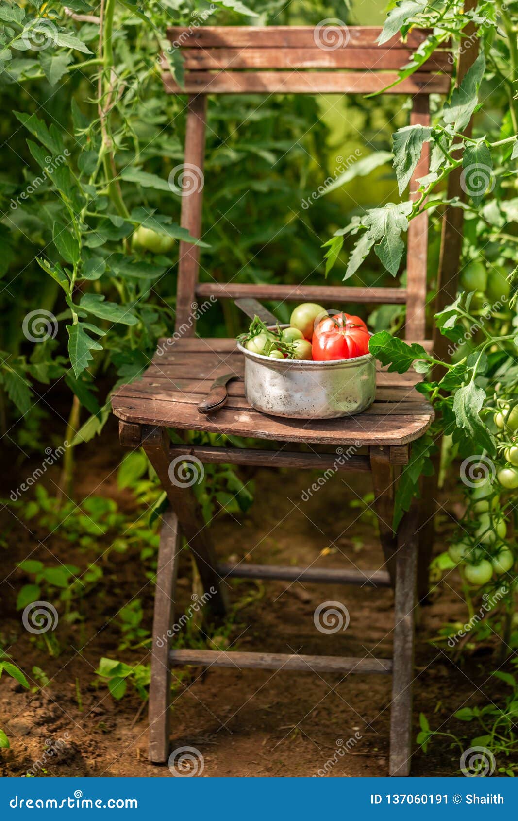 Red and Green Various Tomatoes in an Old Aluminum Pot Stock Image