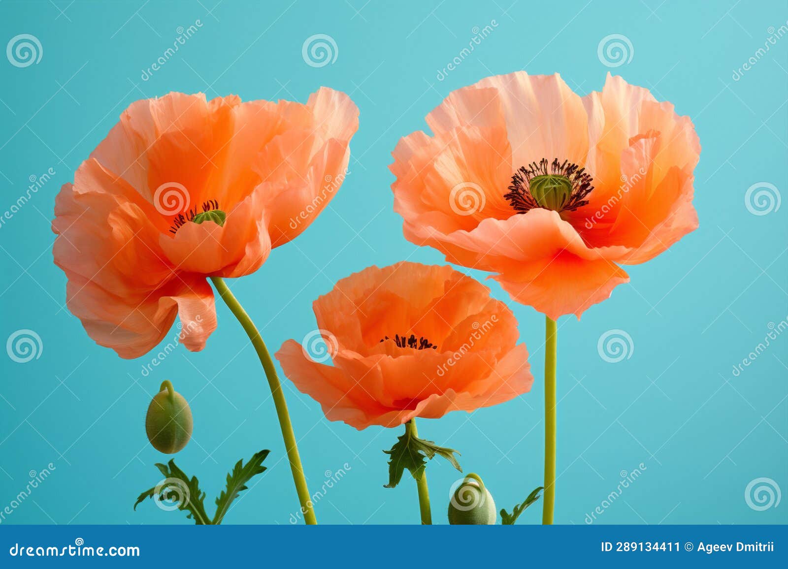 Summer Blossom Nature Spring Plant Red Floral Growth Poppy Flora ...