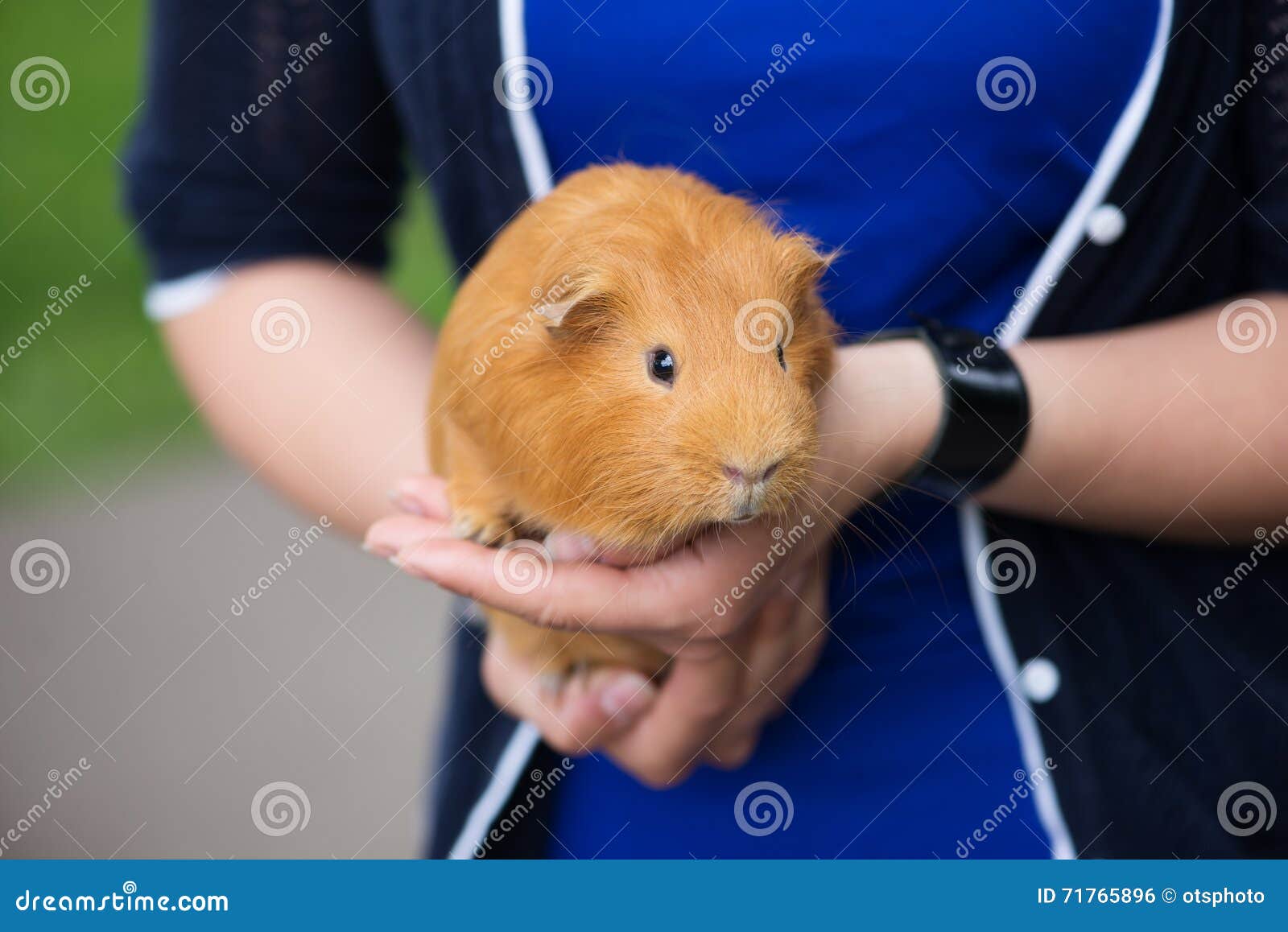 Red Guinea Pig Outdoors in Summer Stock Photo Image of little