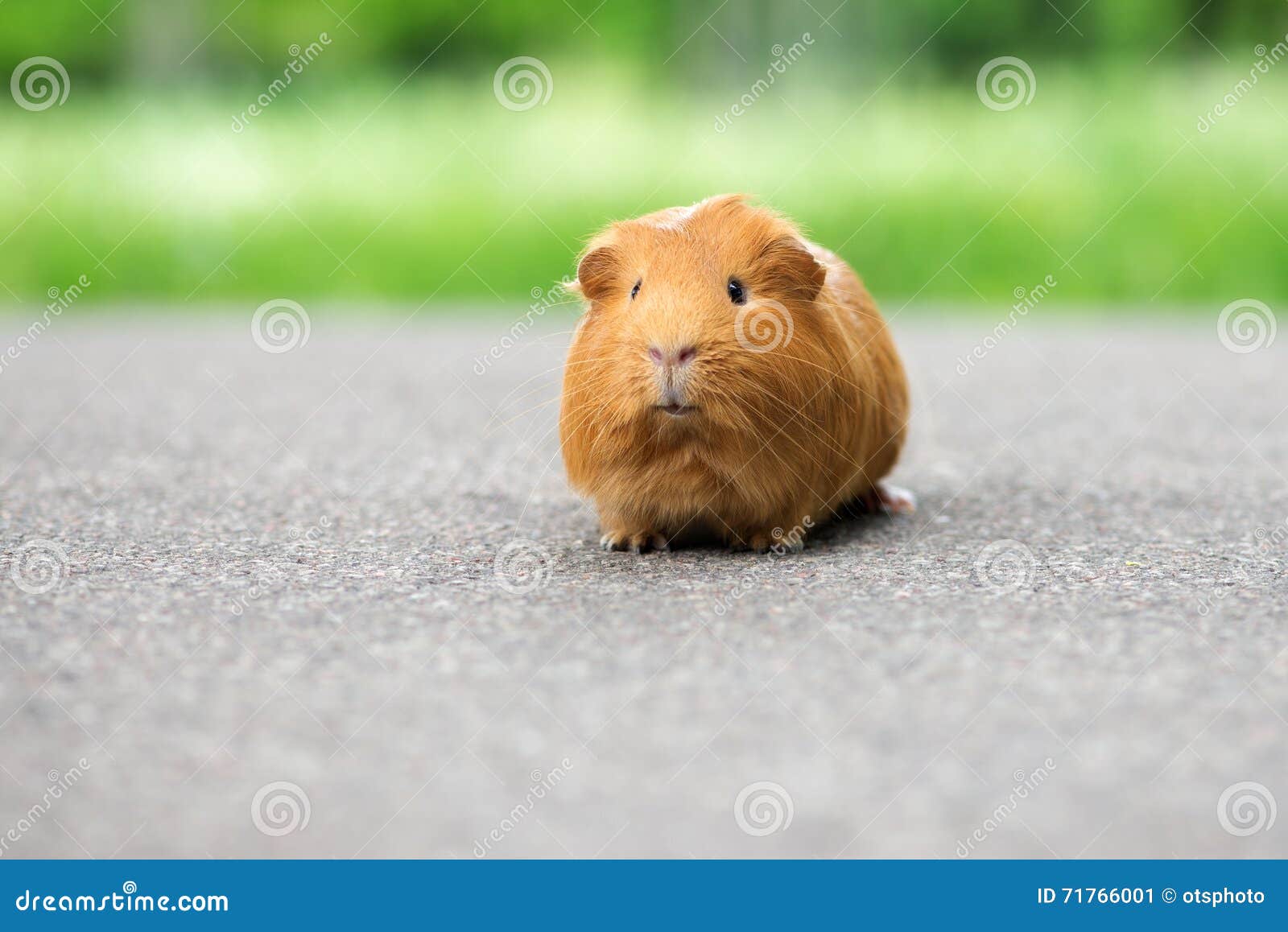 Red Guinea Pig Outdoors in Summer Stock Image Image of small, beauty