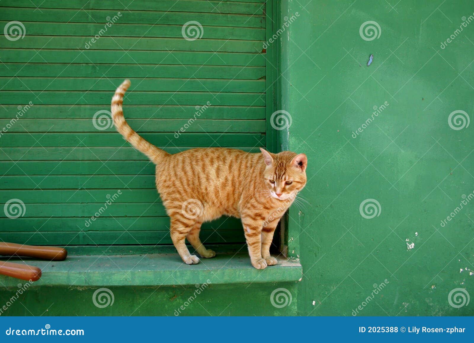 Red hair cat stock photo. Image of housing, shed, residence - 2025388