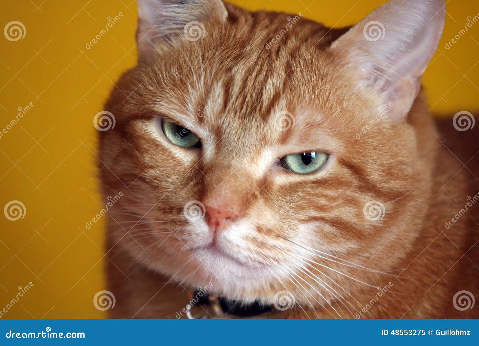 Red Hair Cat Stock Image Image Of Need Kept Them Companionship 48553275