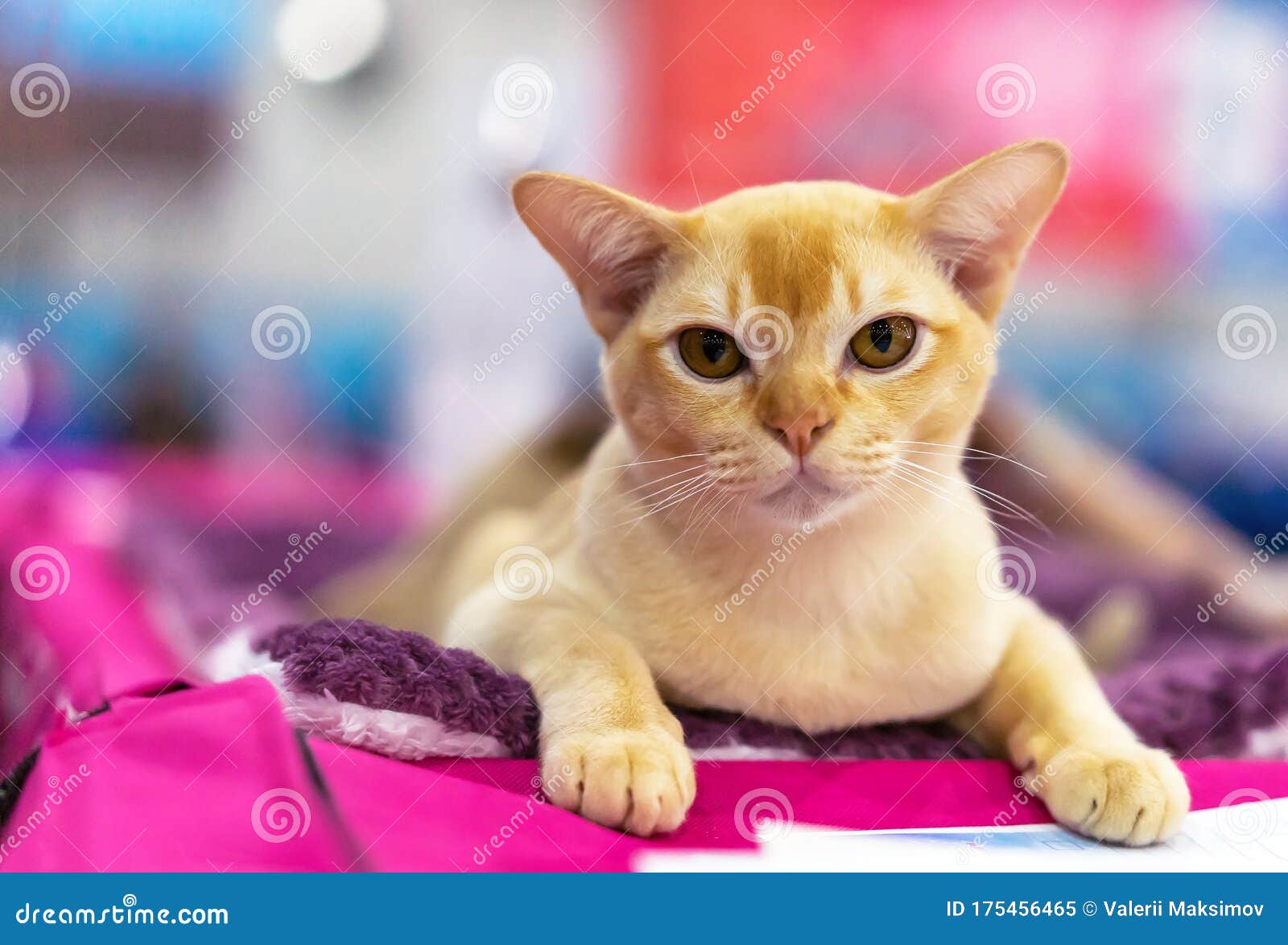 Red-haired Burmese with an Expressive Look - Image gift, portrait: 175456465