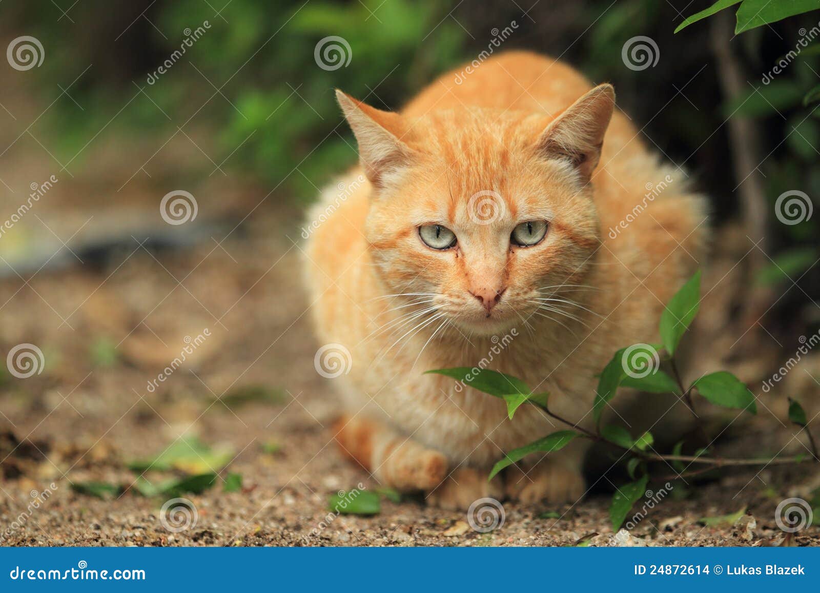 Red-haired cat stock photo. Image of adult, grass, mammal - 24872614
