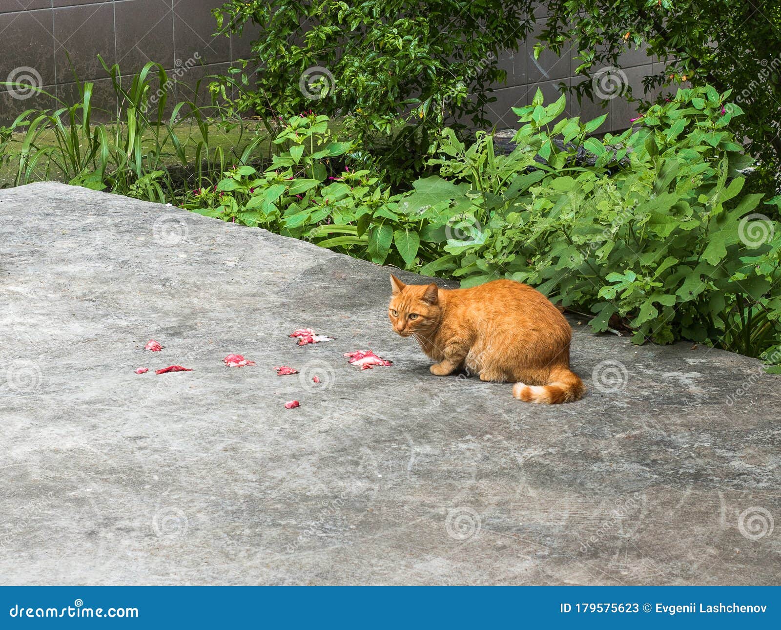 Redhaired Cat Eats Meat on the Street Stock Image Image of animal