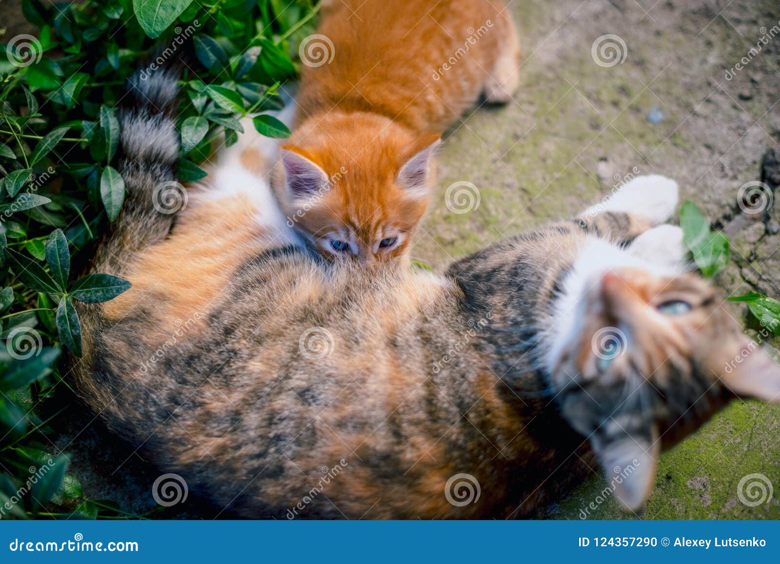 Red-haired Cat Feeds A Red-haired Kitten. Stock Photo - Image of breast