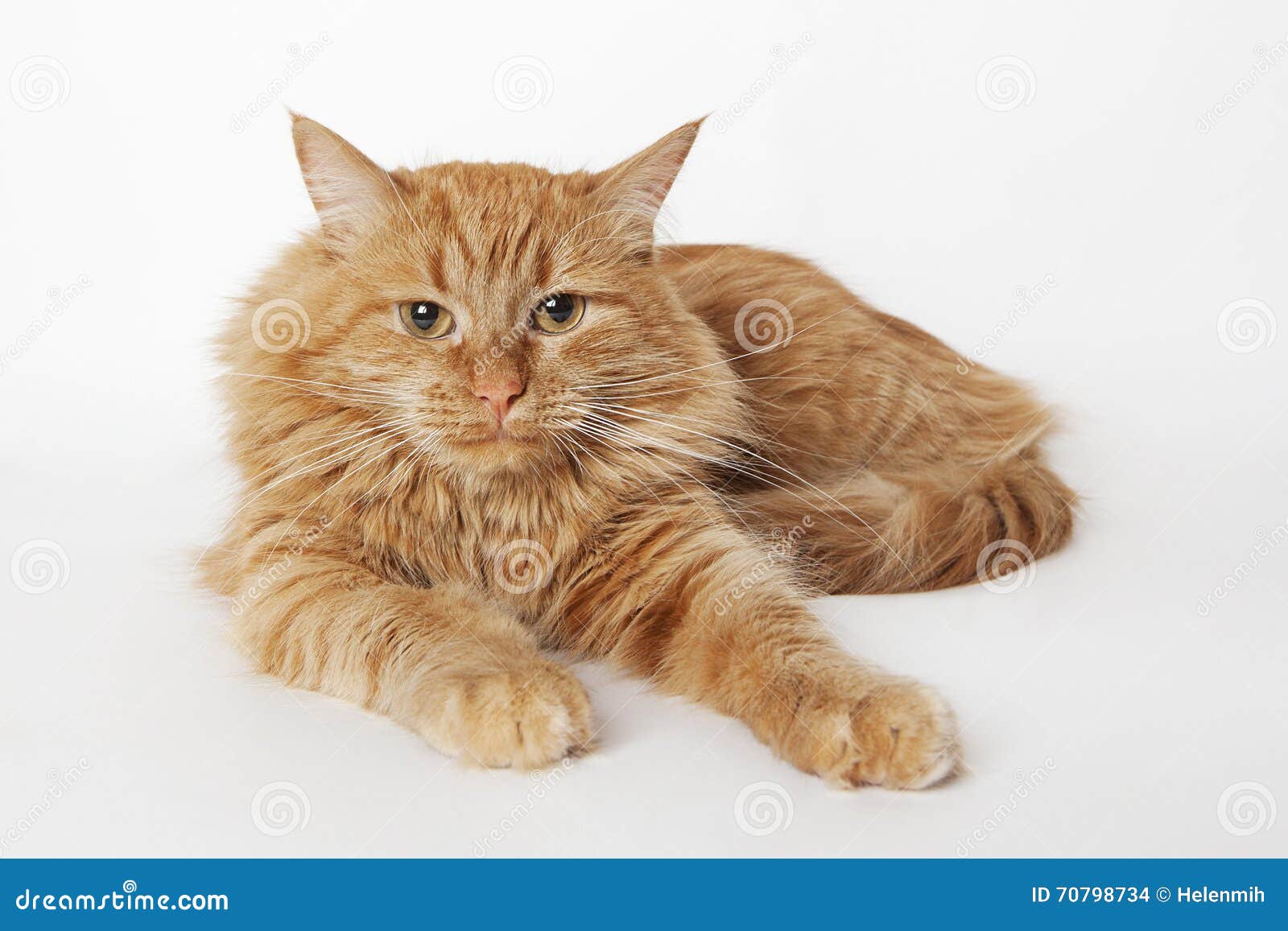 Red-haired cat stock photo. Image of yellow, sleeping - 70798734