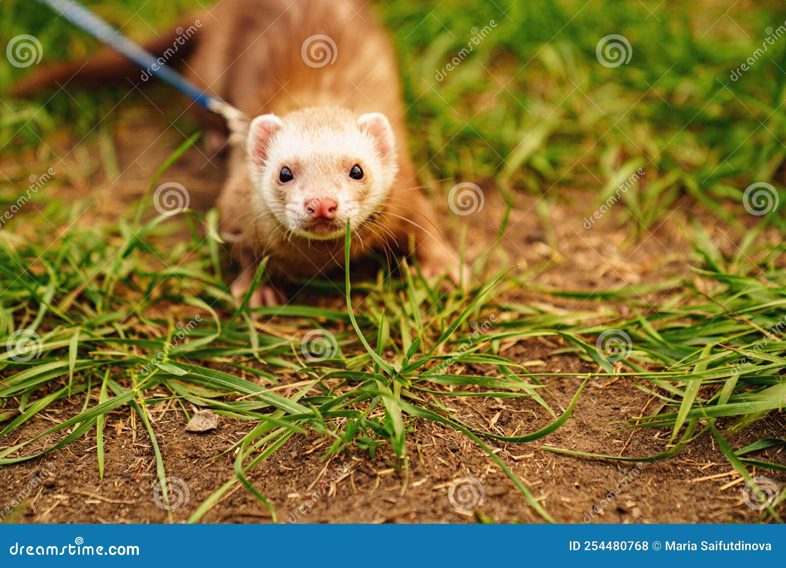 The Red-haired Domestic Ferret is Walked a Leash on Lawn. Photo - Image of rodent, domestic: 254480768