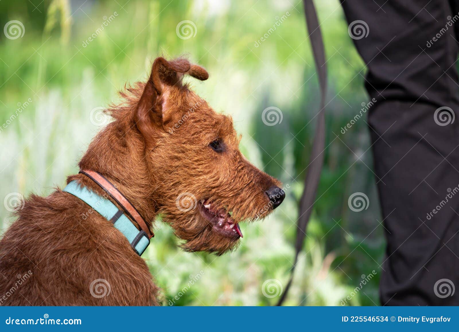 Irish Terrier Pants Irish Terrier Pants