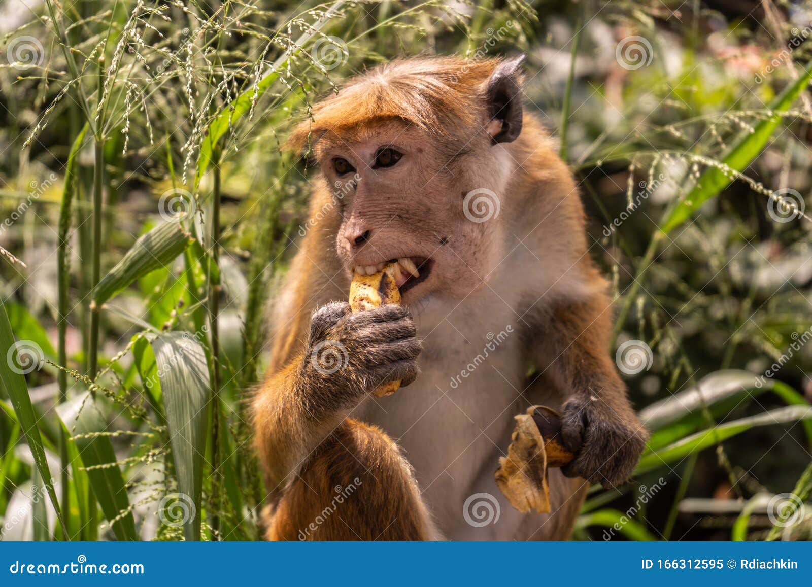Red-haired Monkey with a Funny Hairstyle Eats a Banana Stock Image - Image  of banana, fist: 166312595