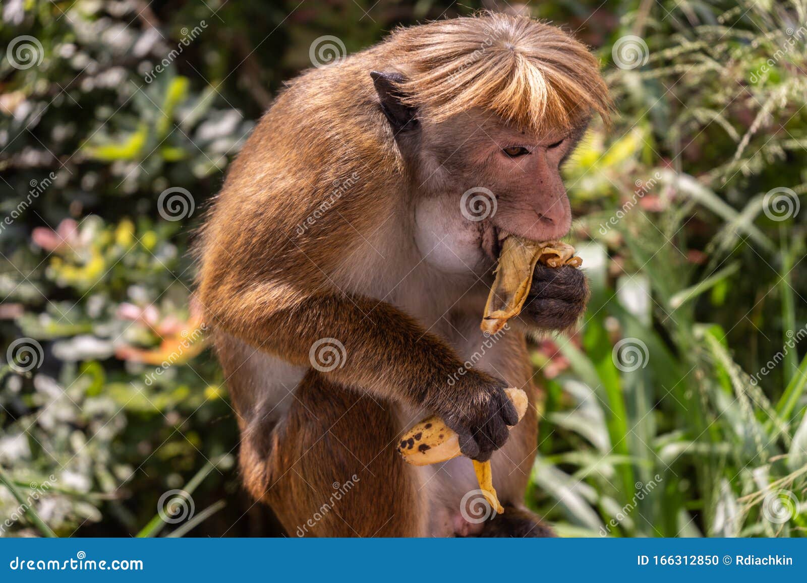 Red-haired Monkey with a Funny Hairstyle Eats a Banana Stock Photo - Image  of edge, king: 166312850