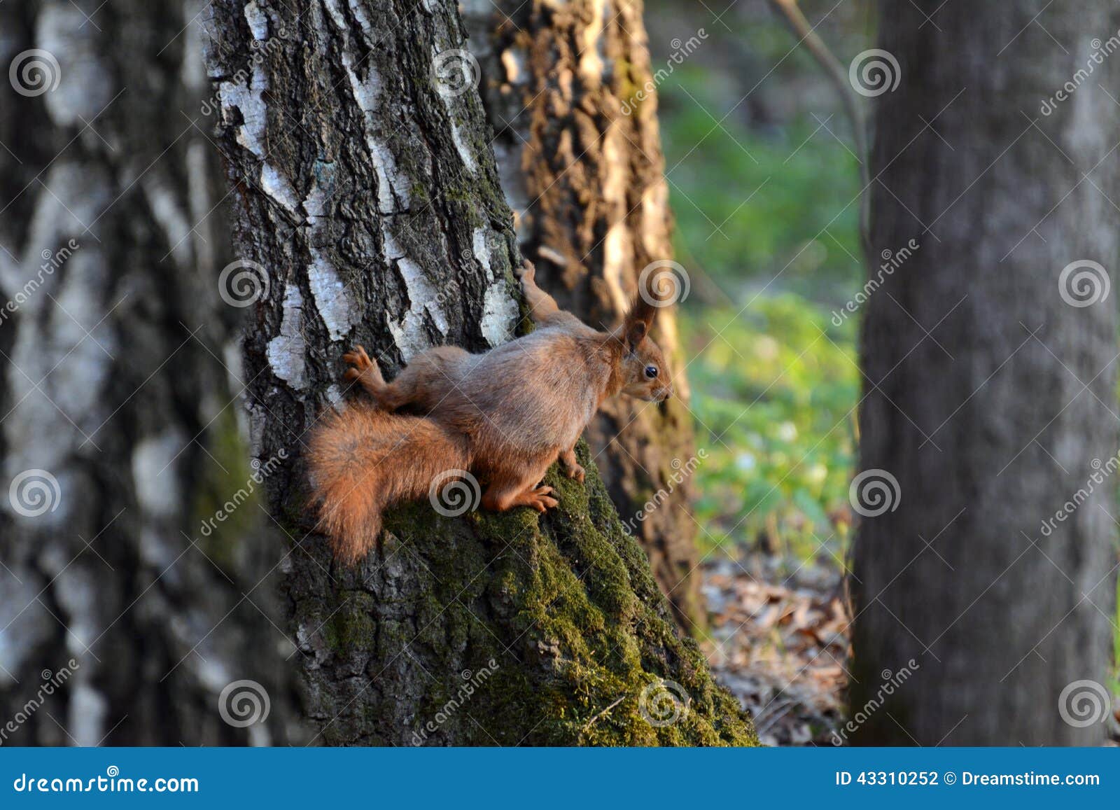 The red-haired squirrel sitting on the trunk of a birch. The red-haired squirrel sitting on a tree trunk