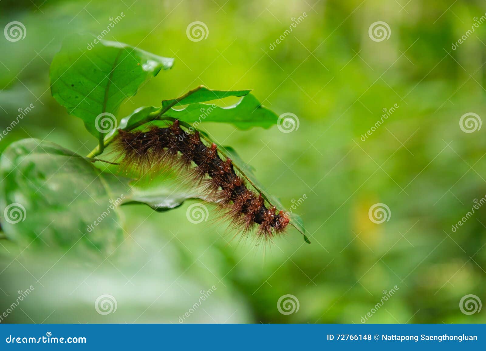 Red Hairy Caterpillar Creeps Under Leaf. Selective Focus. Stock Photo