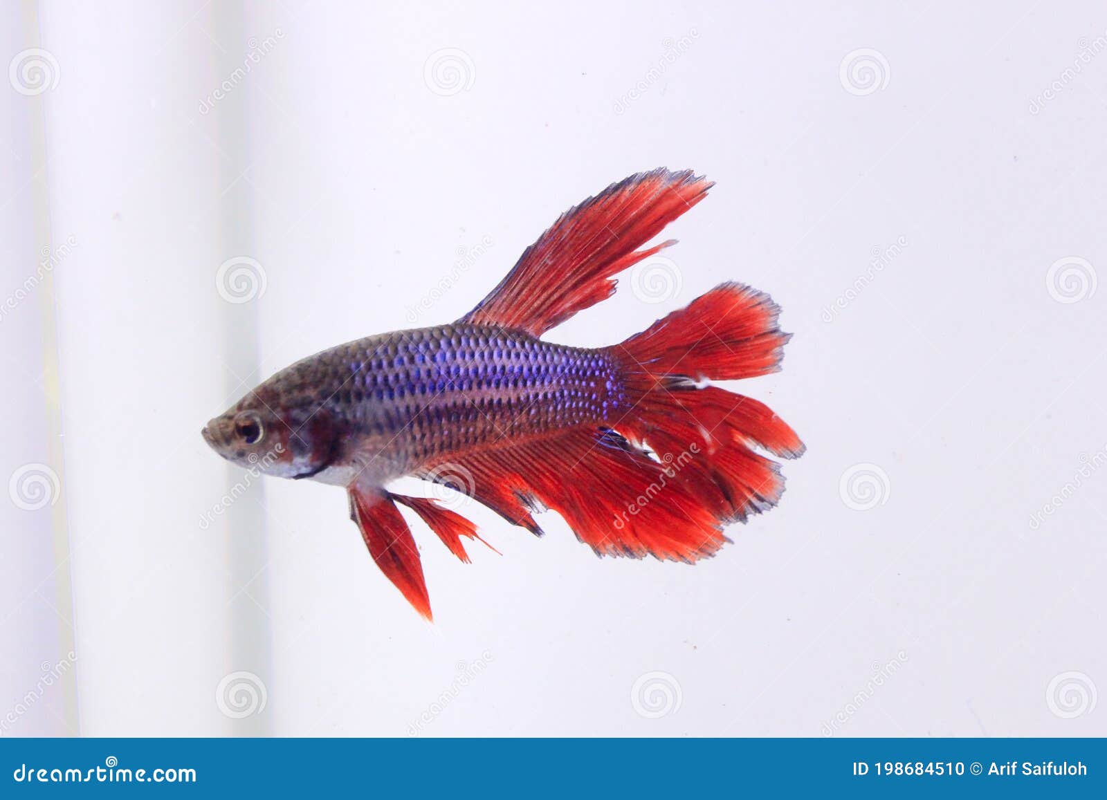 Red Halfmoon Betta Fish. the Betta Fish is Predominantly Red in a Little  Other Color Combination, with a Tail that Resembles a Stock Photo - Image  of beauty, fight: 198684510