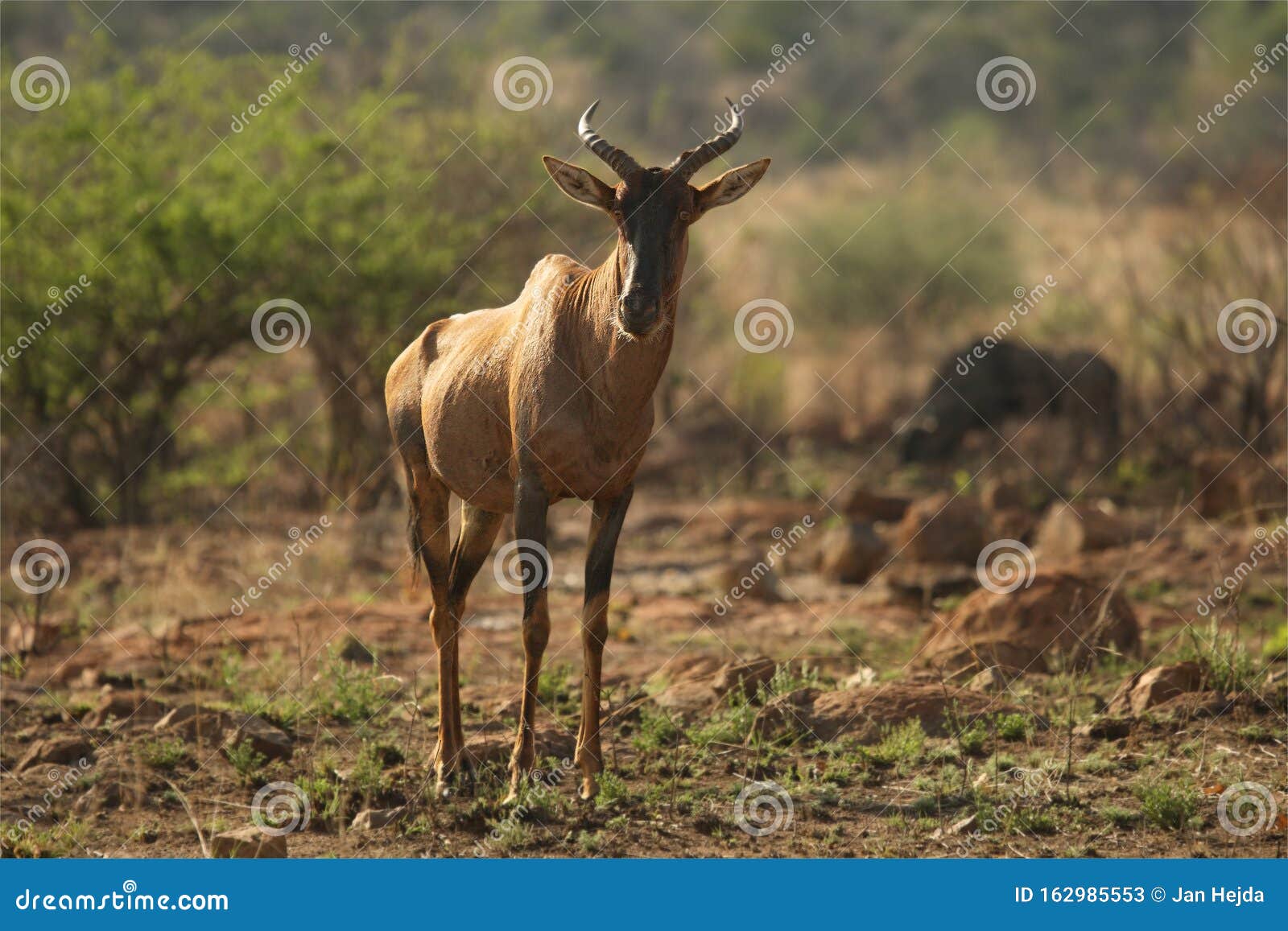 red hartebeest, alcelaphus buselaphus caama walking in green grassland