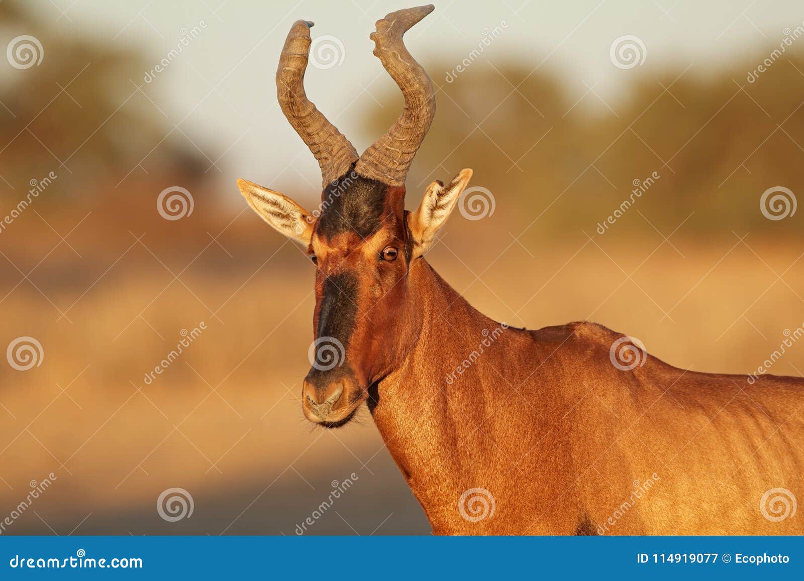 red hartebeest portrait - south africa