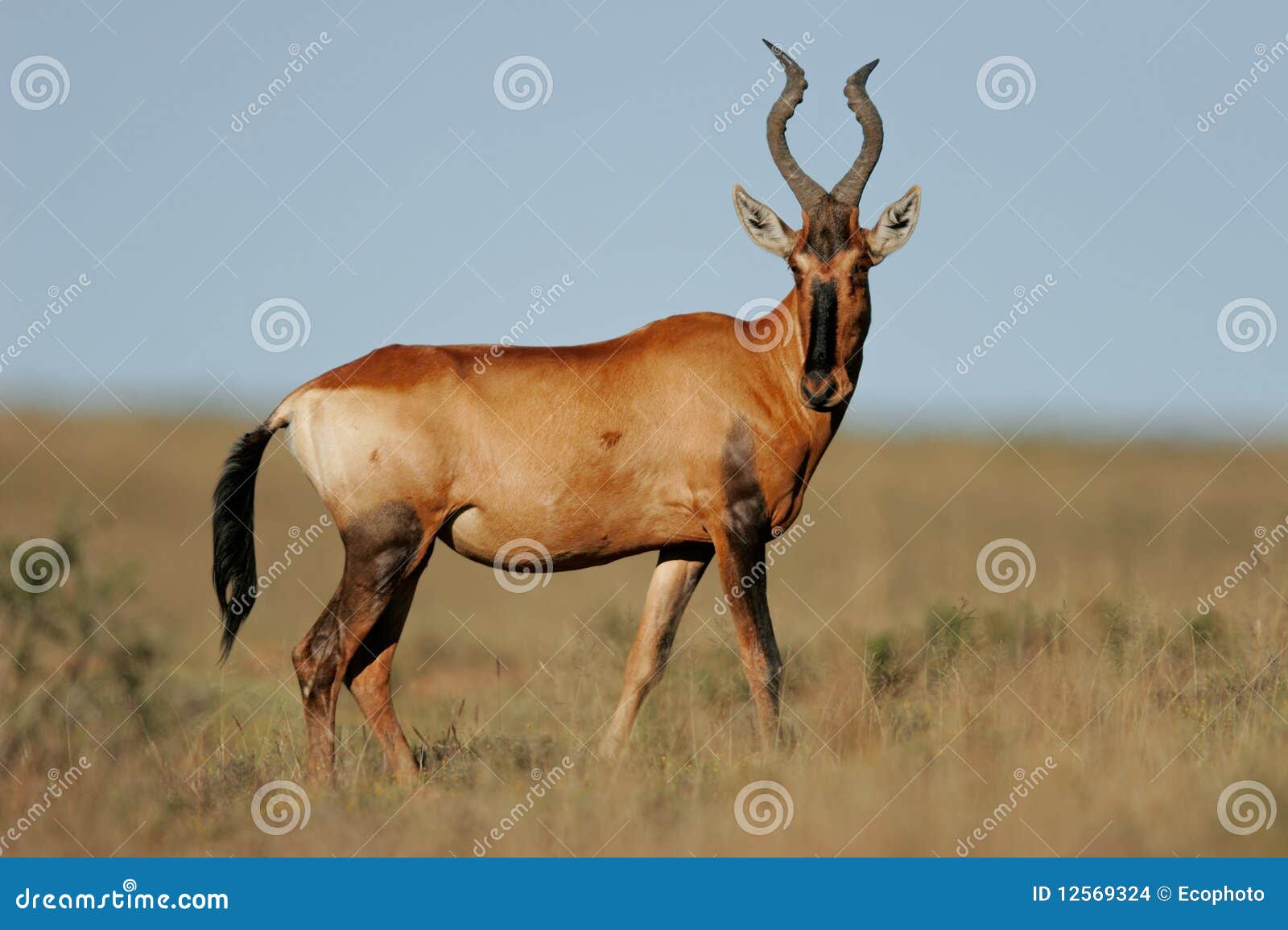 red hartebeest, south africa
